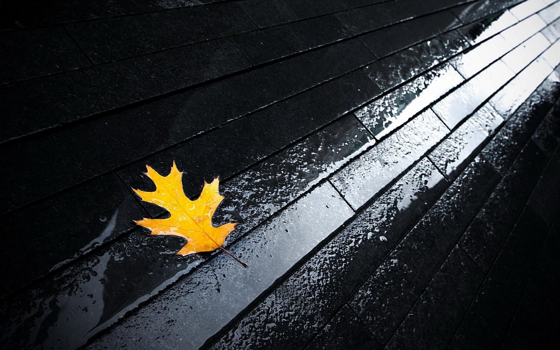 1080P, yellow, pavements, wet, wet street, fallen leaves, HD Wallpaper