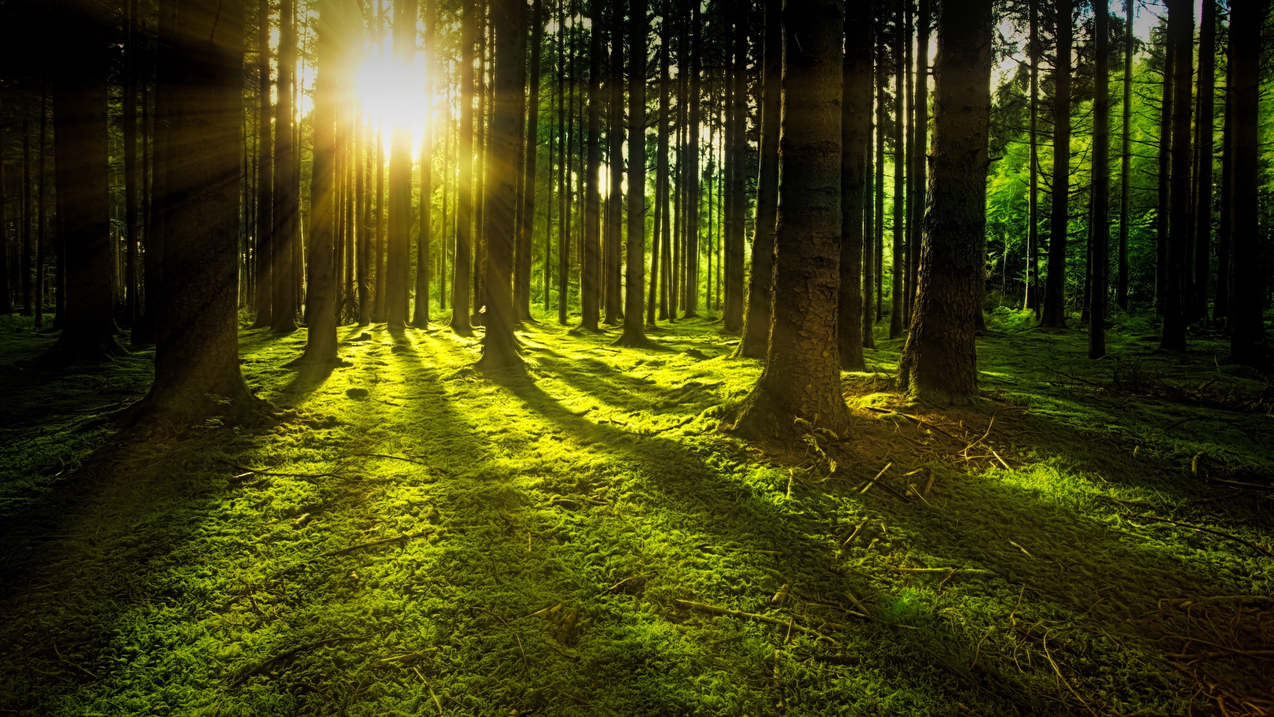 scenics - nature, light, wood, sun, moss, sunbeam, outdoors, beauty in nature, tree trunk, trunk, tree, dawn, forest, pine tree, coniferous tree, no people, HD Wallpaper