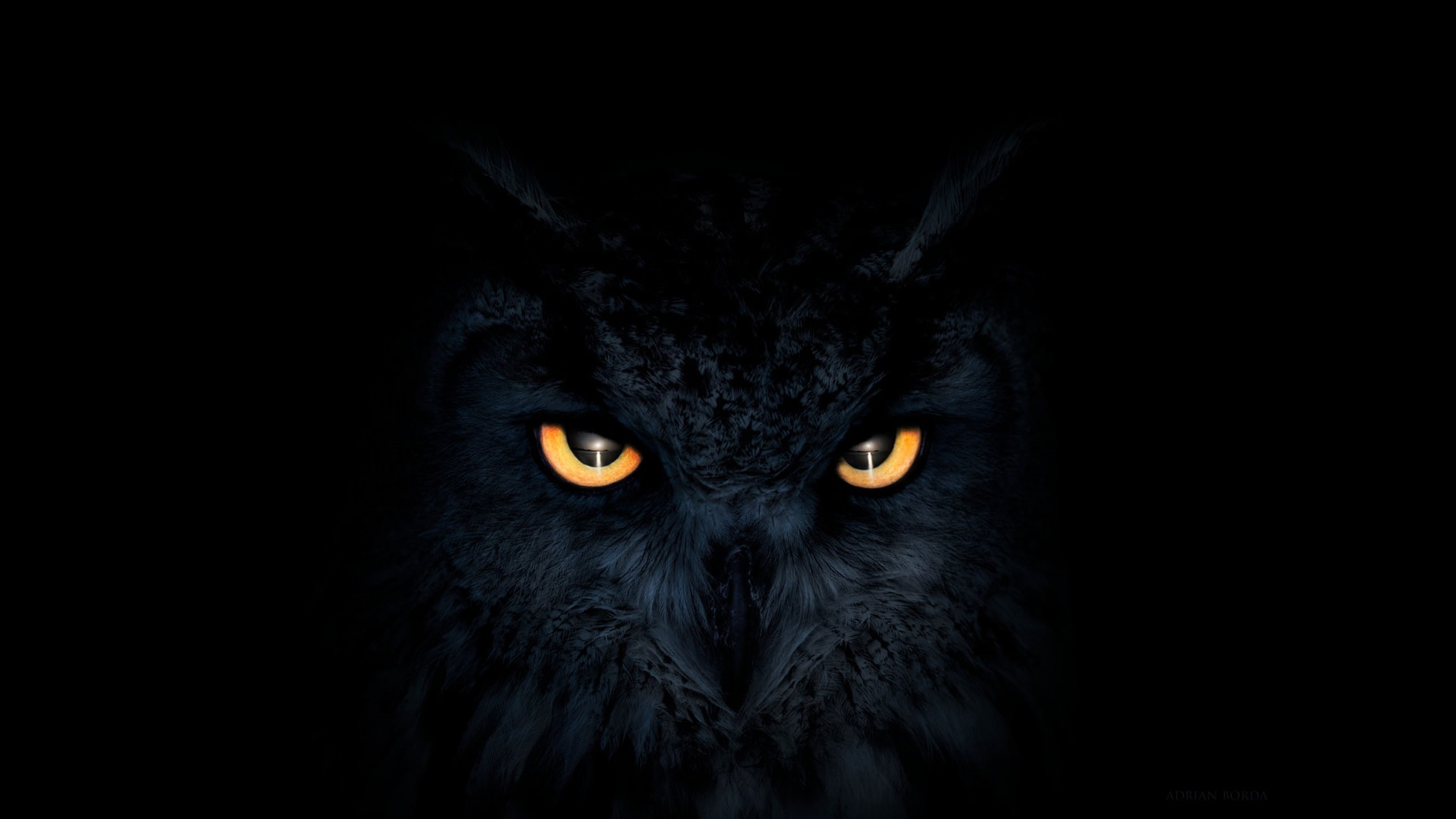 artist, hd, 2K, deviantart, eyes, artwork, digital art, owl, HD Wallpaper