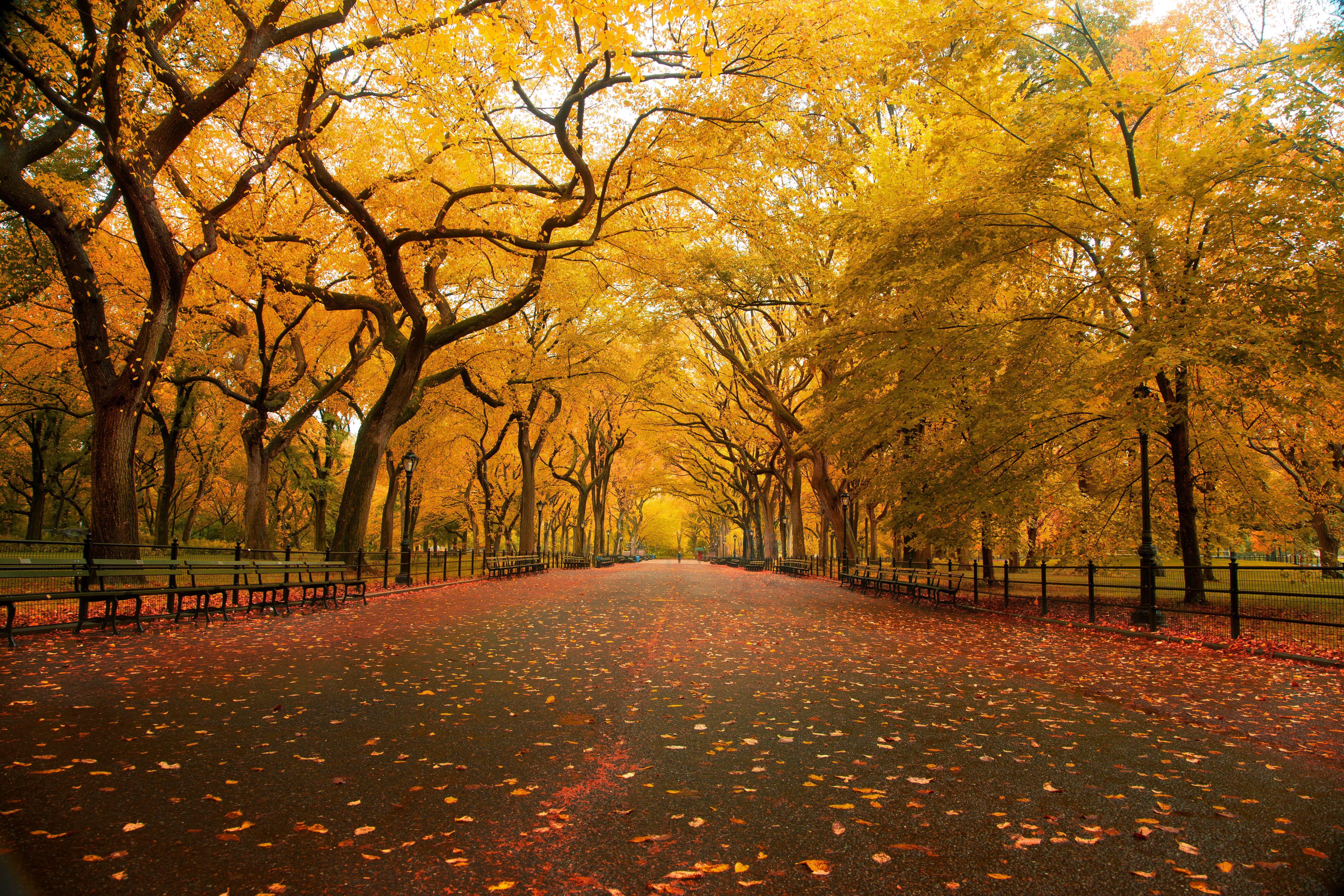 central, york, sidewalk, nature, rain, Fall Colors, travel, colors, New York, footpath, New York City, Central Park, color, sight, New York, season, Central  Park, HD Wallpaper