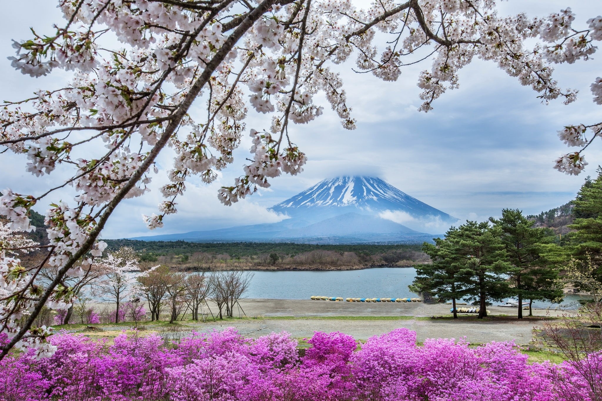 scenics - nature, day, tree, no People, 1080P, cloud - sky, beauty In Nature, flowering plant, flowers, cherry Blossom, growth, blue, snowcapped mountain, HD Wallpaper