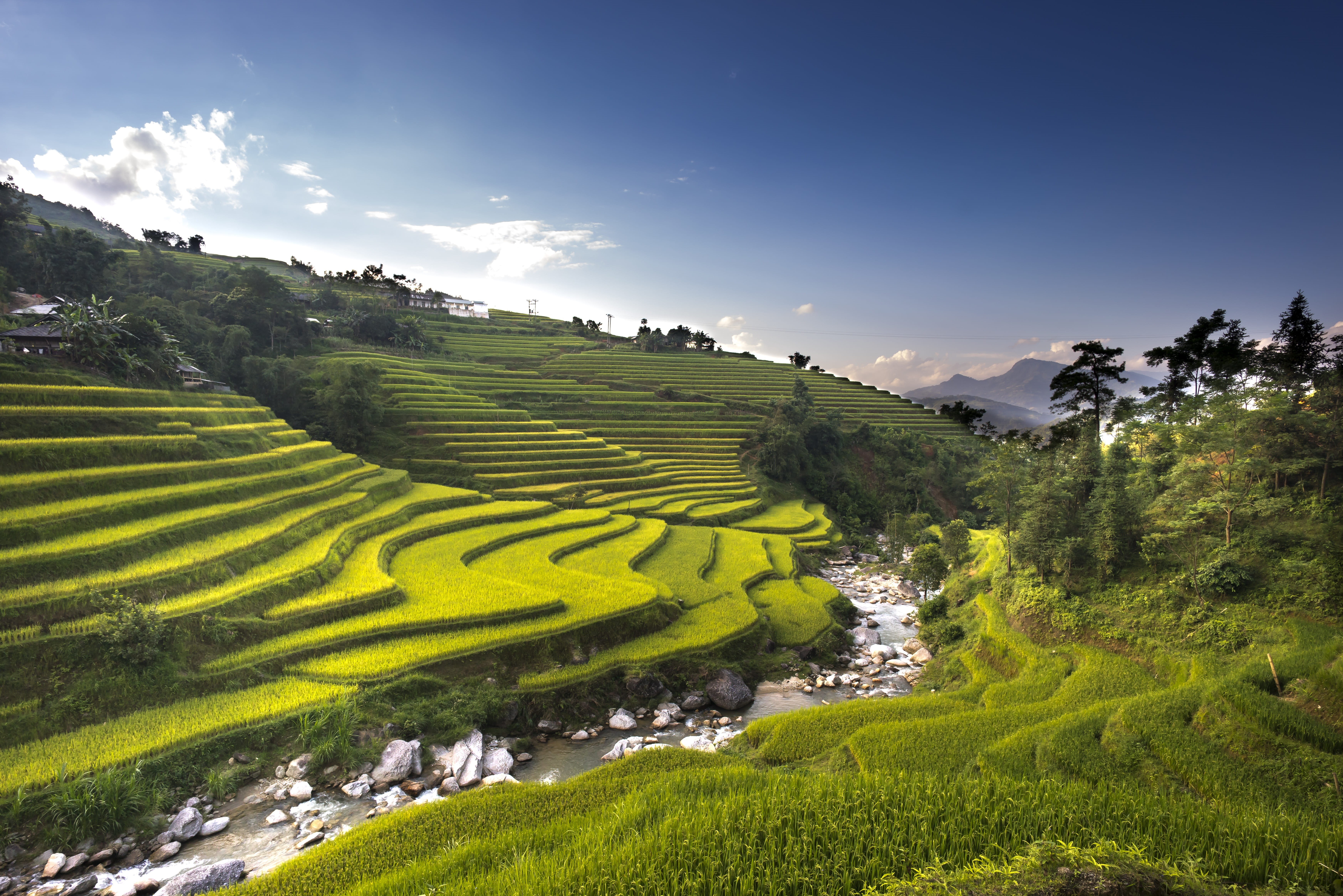 5K, rice field, nation, rice paddy, daytime, social issues, travel, natural, sky, valley, environment, rice, the cultivation, gardening, rice - cereal plant, HD Wallpaper