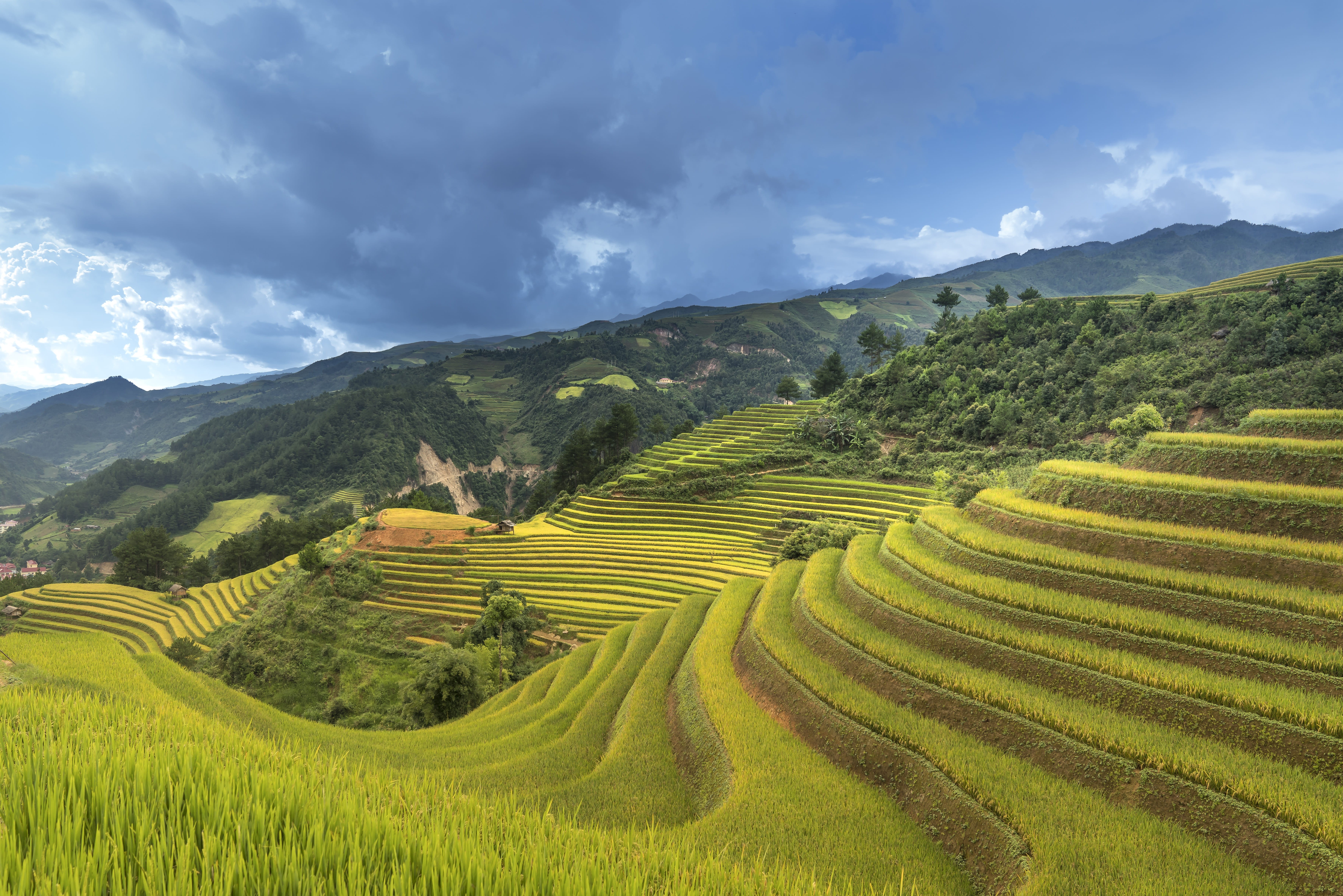 gardening, rice field, terrace, farm, natural, class, nation, local, terraced field, village, dawn, travel, landscape, rural scene, full color, environment, HD Wallpaper