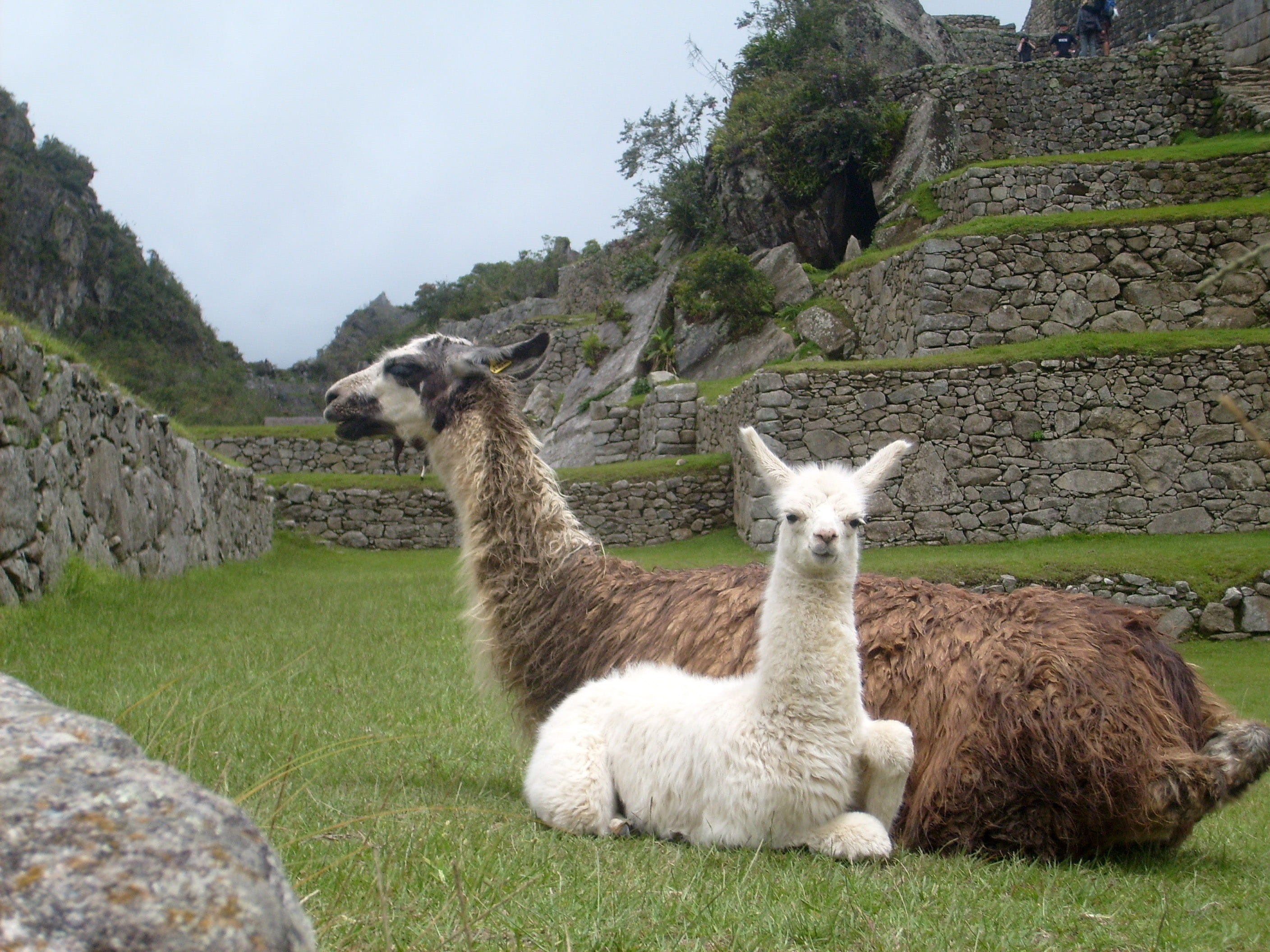 walls, 2K, alpaca, plant, animal themes, stone wall, pets, animal, public domain, land, famous Place, machu, field, day, sitting, ancient civilization, HD Wallpaper