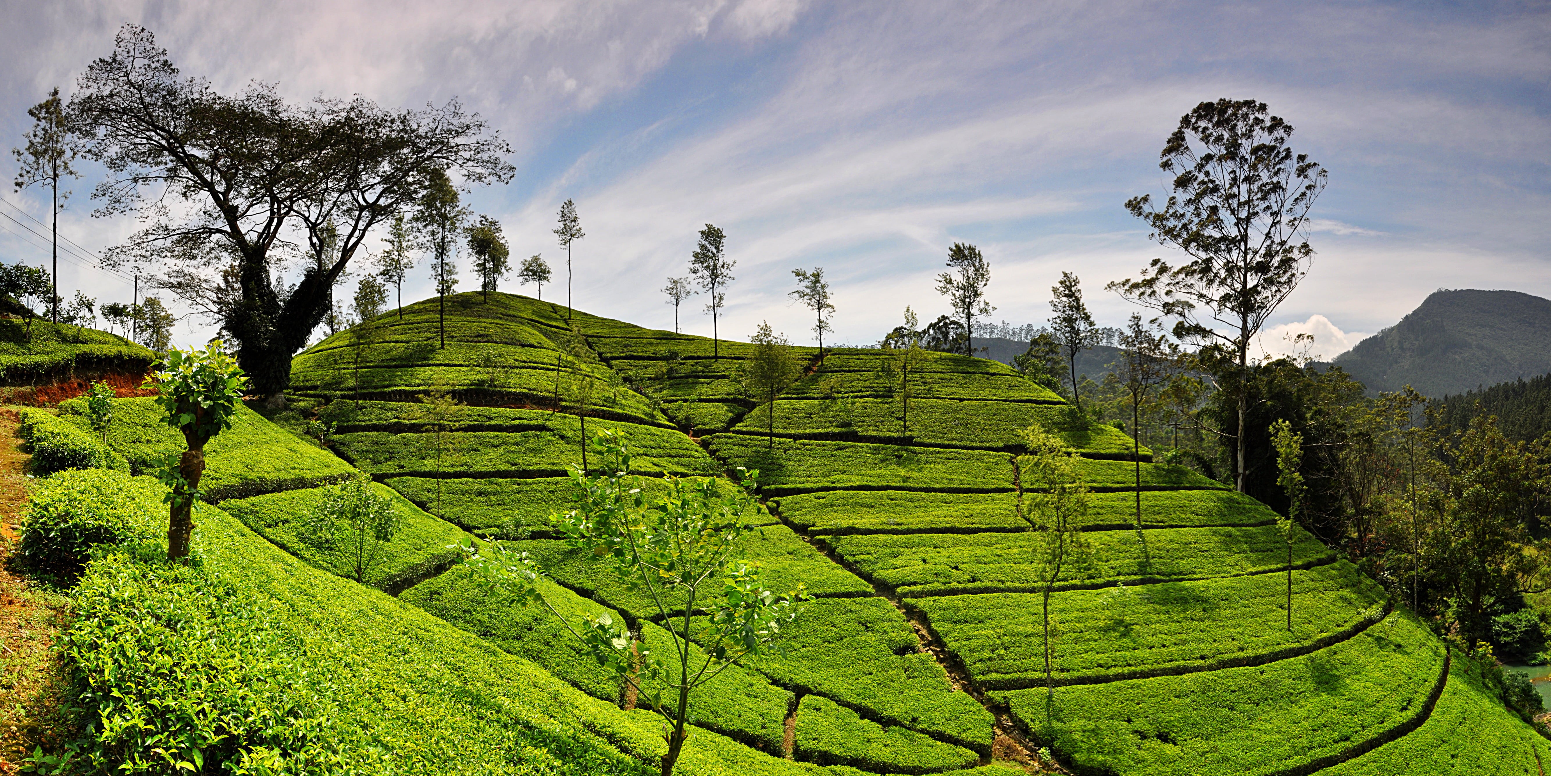 rural Scene, leaves  green, mountain, scenics, farm, kerala, outdoors, hill, blue, asia, field, tea leaves, nature, agriculture, Srilanka, growth, terraced Field, HD Wallpaper
