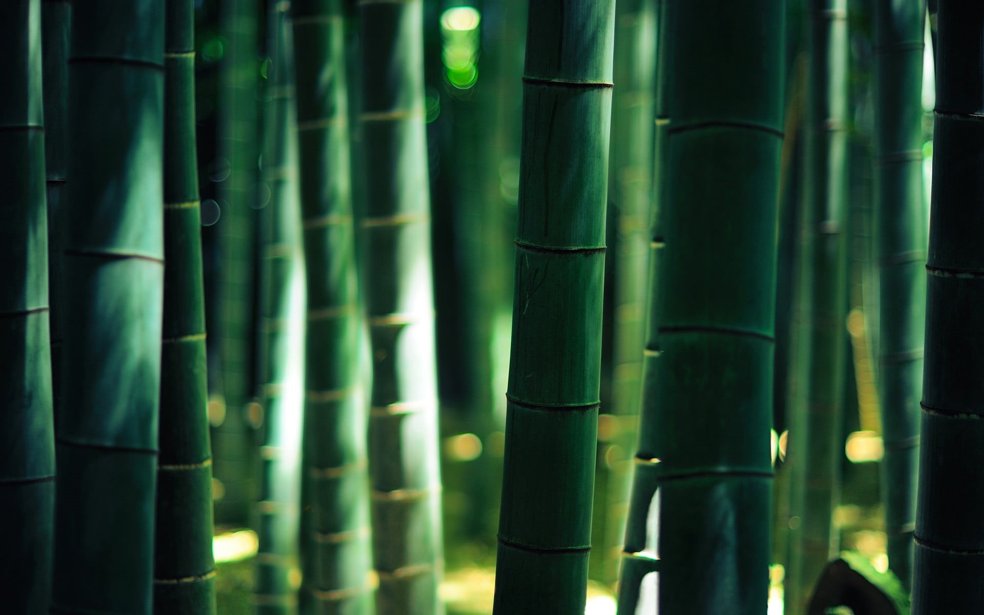 asia, untitled, bamboo - Plant, day, 1080P, east Asian Culture, leaves, leaf, bamboo Grove, outdoors, nature, zen-like, kyoto Prefecture, bamboo Shoot, HD Wallpaper