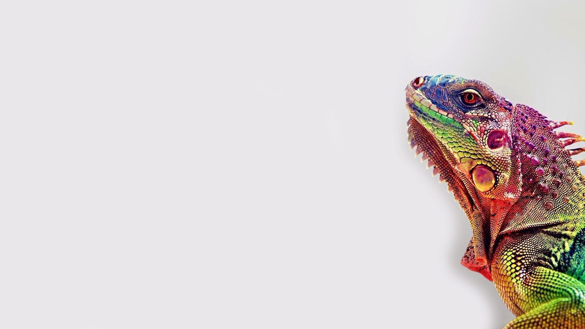 art, 1080P, anime, background, white, iguana, x, colorful, lizards, px, white background, pokemon, 1920x1080 px, hd, HD Wallpaper