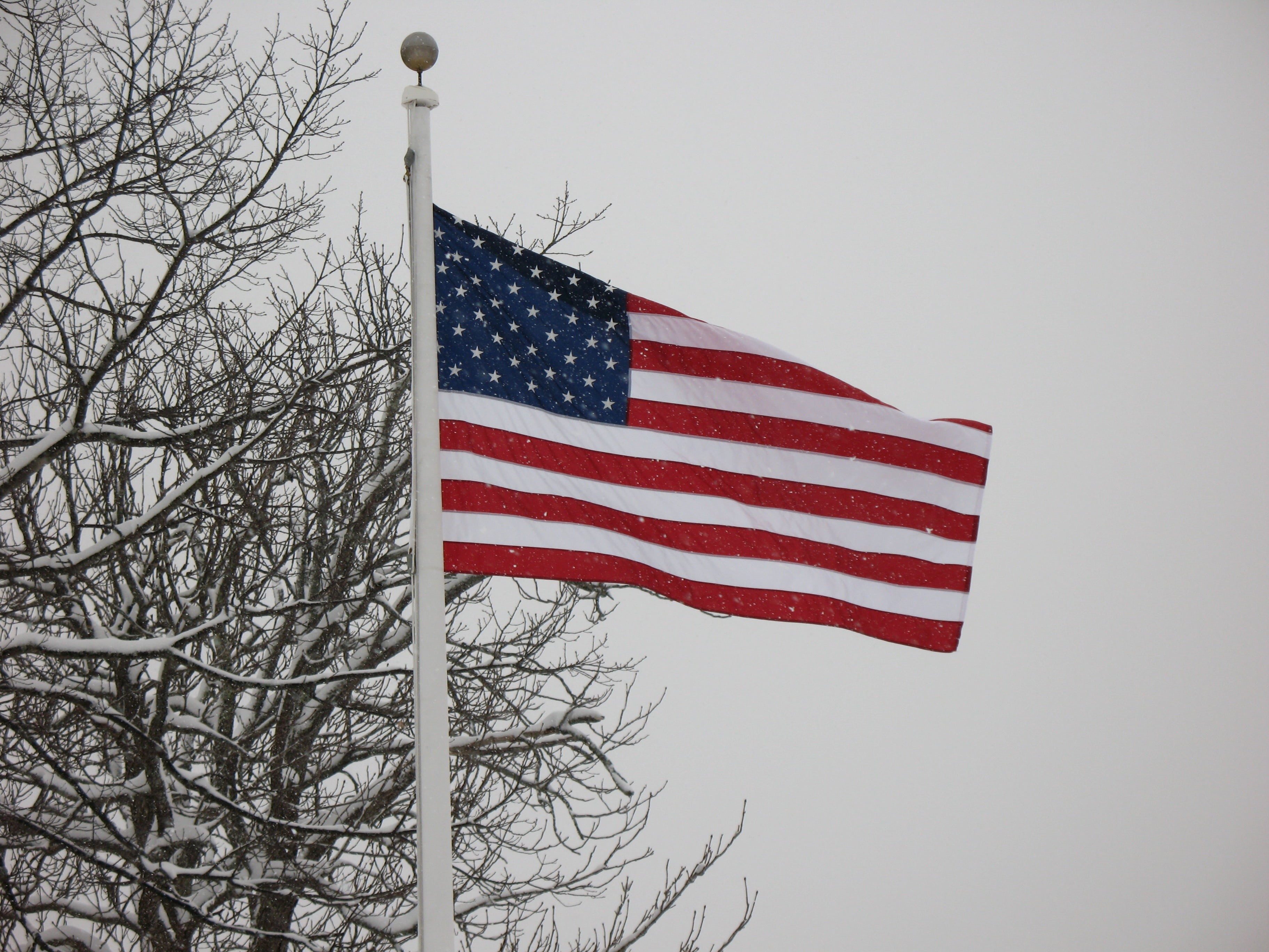 national icon, stars and stripes, independence, close-up, cold, national, nature, branch, clear sky, sky, environment, white, bare tree, 2K, low angle view, HD Wallpaper