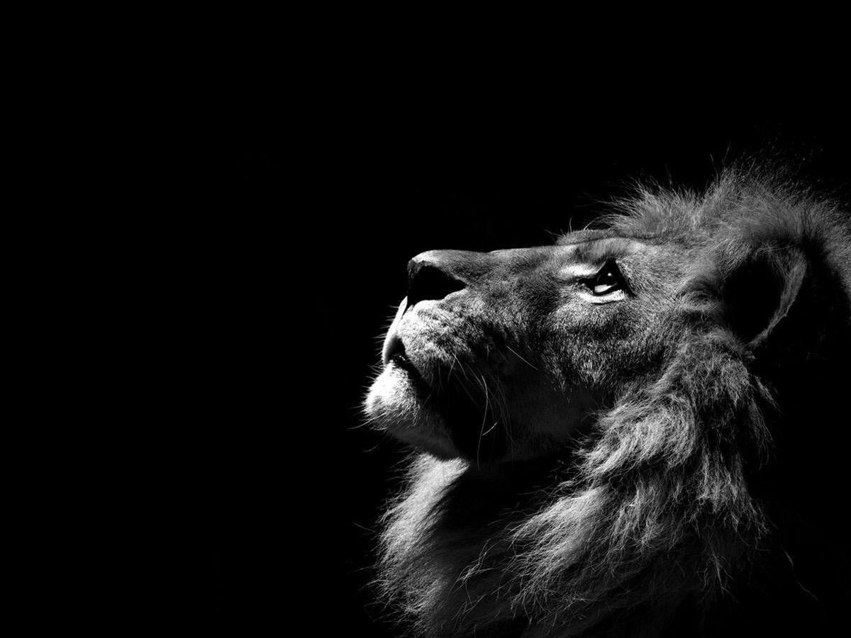 studio shot, close-up, black background, lion, pets, domestic animals, animals in the wild, animal themes, no people, animal wildlife, mammal, one animal, HD Wallpaper