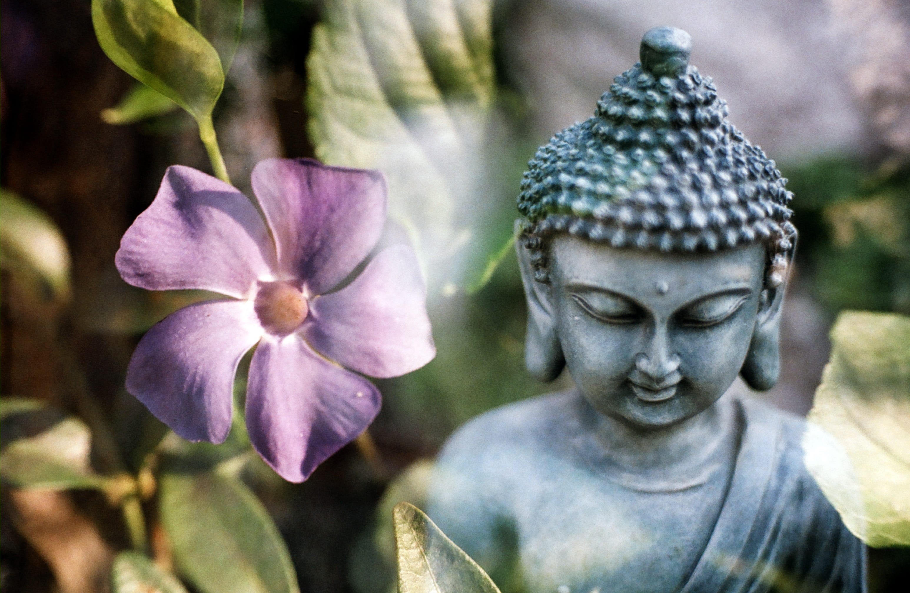 freshness, buddha, day, close-up, sacred, fragility, representation, male likeness, religious, religion, spiritual, buddha statue, plant, decoration, 2K, HD Wallpaper