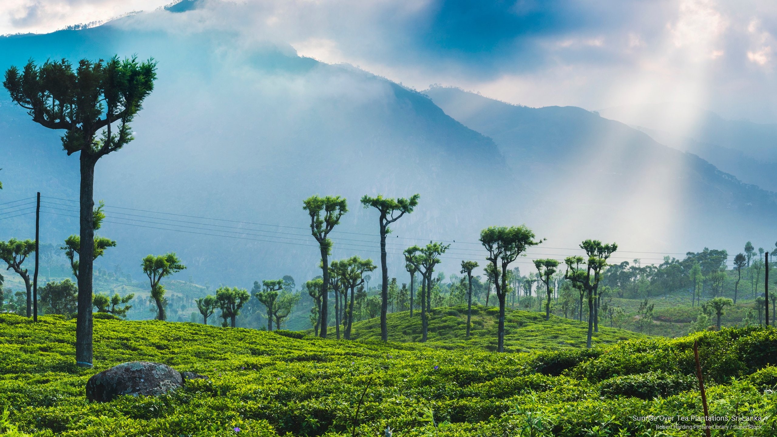 sunrise, tea, 2K, Asia, sri, lanka, plantations, HD Wallpaper