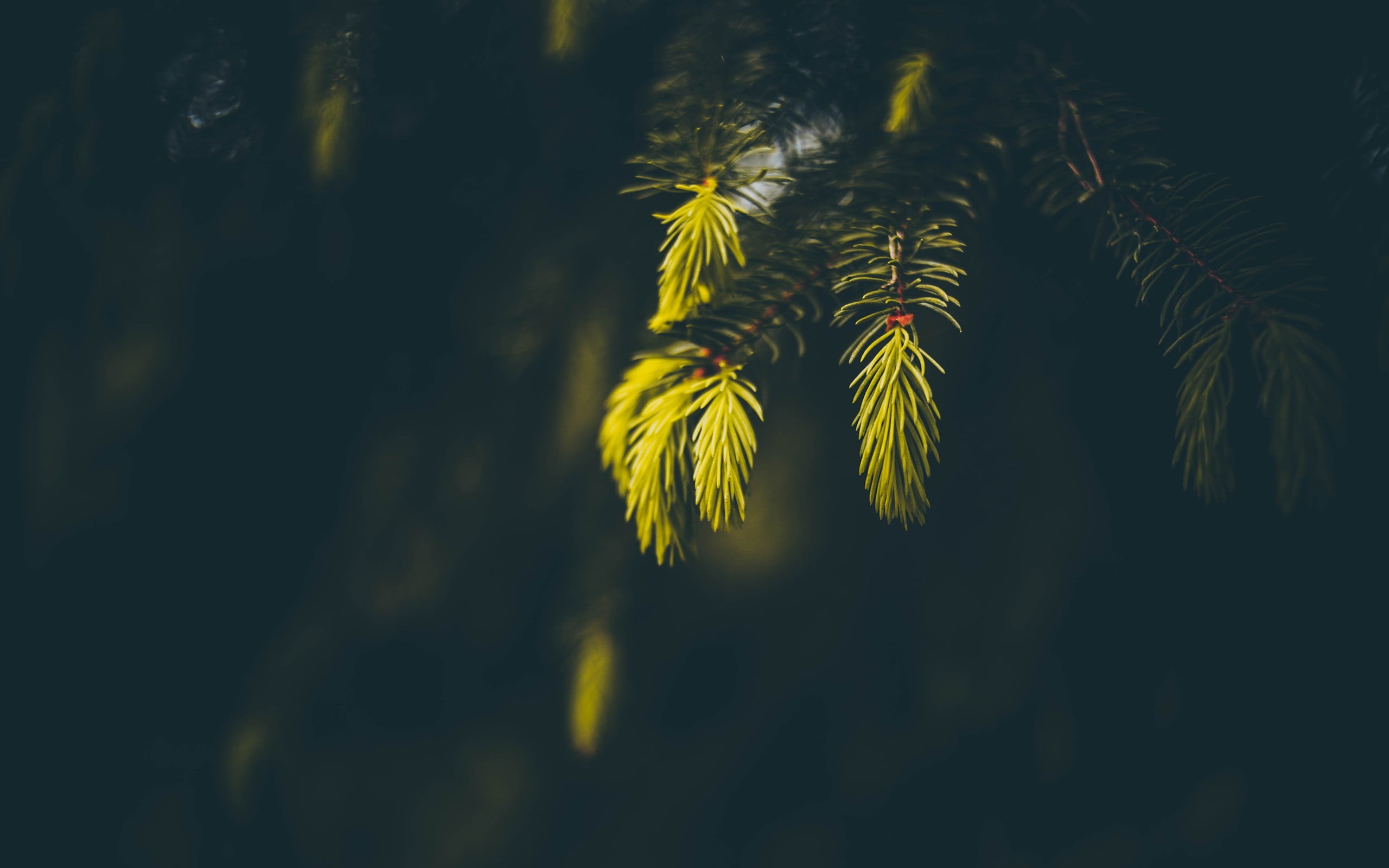 forest, backgrounds, yellow, 2K, tropical Climate, photo, plant, sea, coconut Palm Tree, photography, sunlight, tree, leaf, nature, leafed, tranquility, HD Wallpaper
