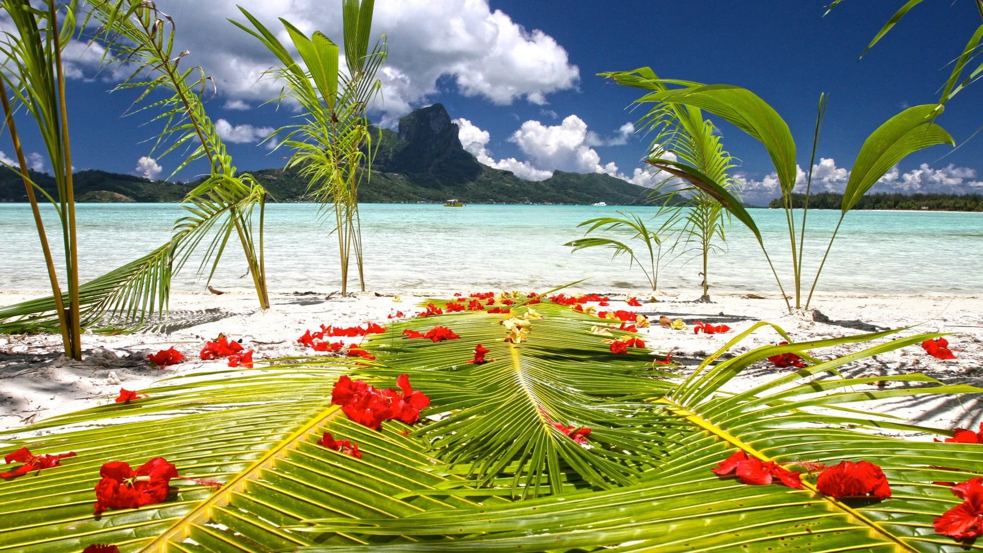 scenics - nature, flowering plant, beauty in nature, reflection, food and drink, caribbean, palm, water, sunny, turquoise, clouds, tree, sky, beach, lake, HD Wallpaper