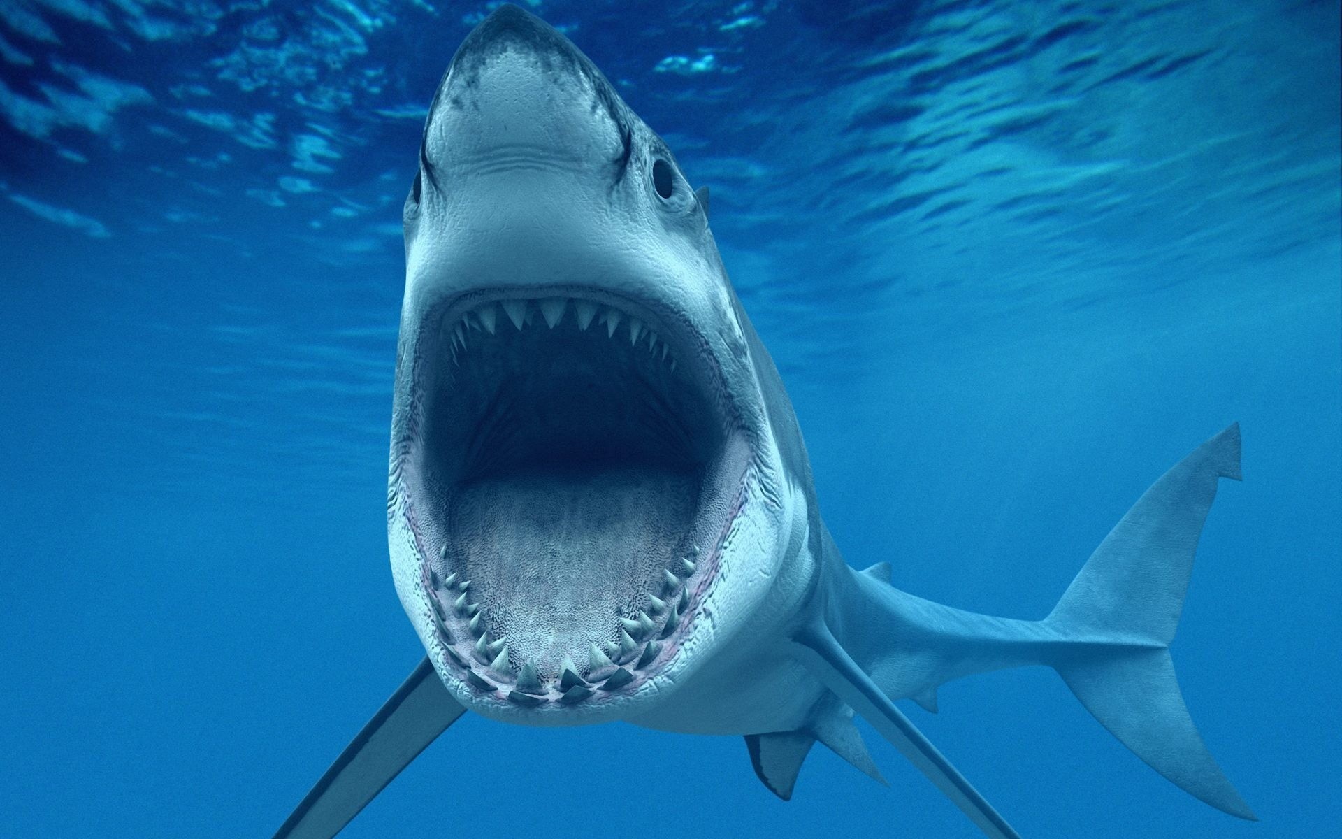 sea life, animal themes, marine, undersea, warning sign, water, animal mouth, great, sea, vertebrate, 1080P, fish, animal, no people, animal wildlife, HD Wallpaper