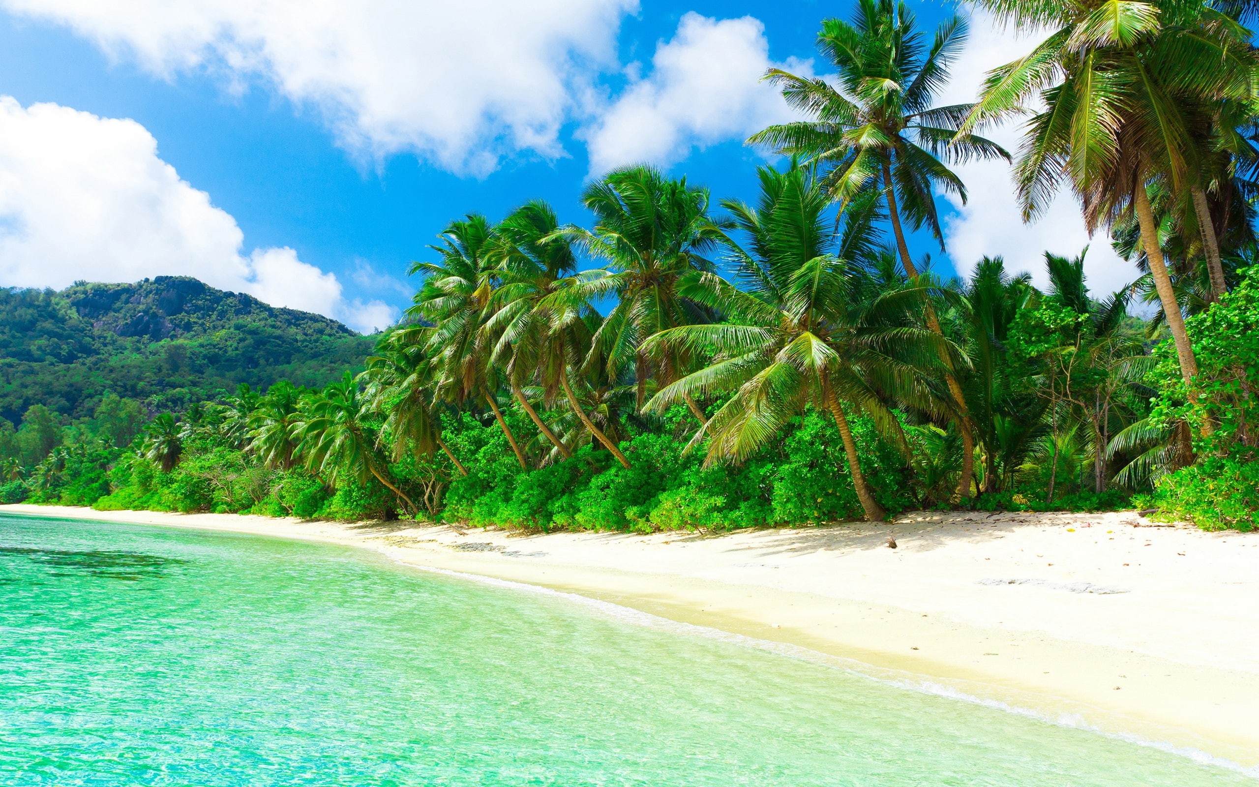 Sea, Paradise, Coast, Trees, Tropical, Summer, 2K, Palm, Beach, HD Wallpaper
