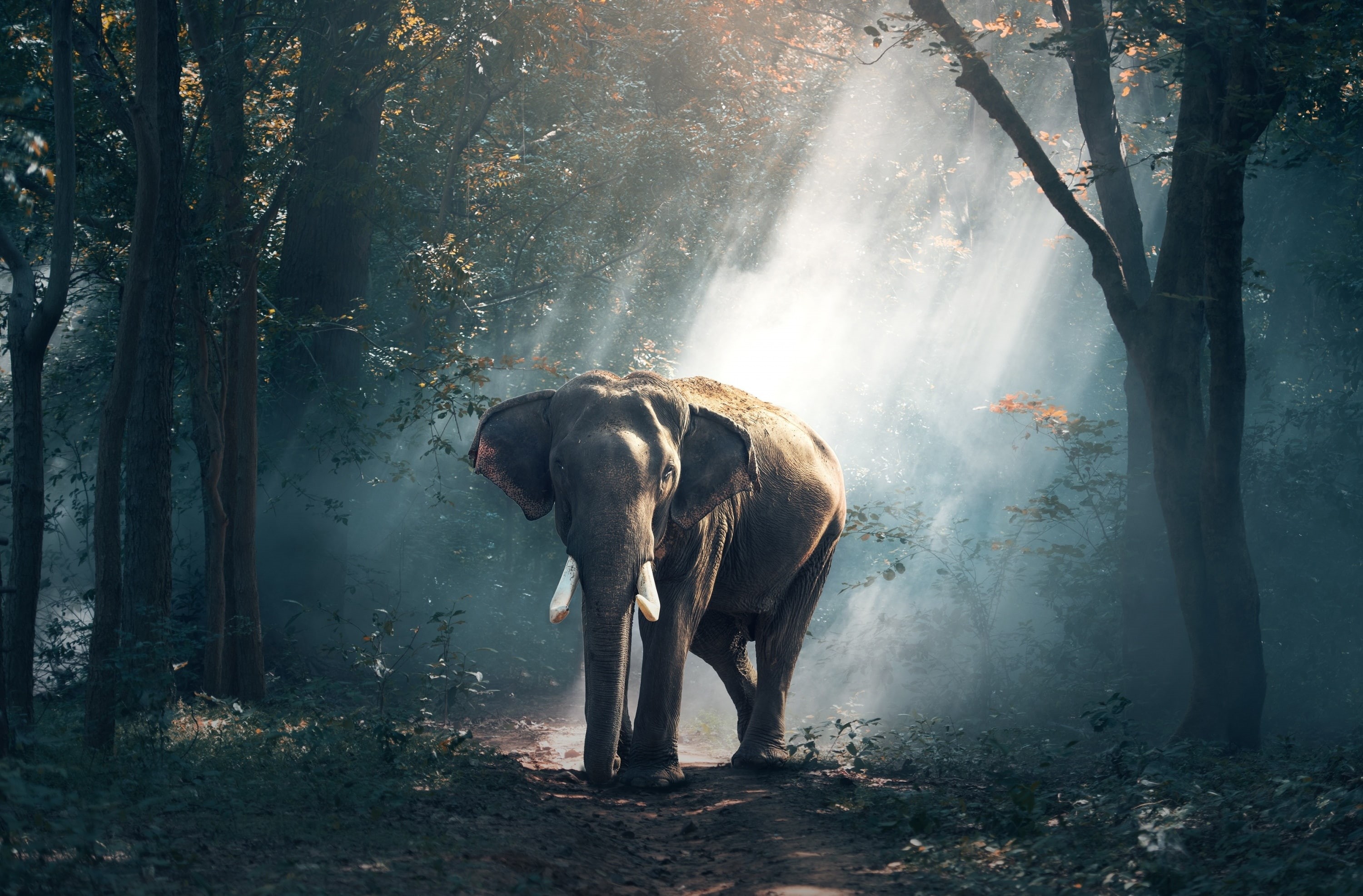 Photography, Nature, herbivorous, Forest, Sunlight, dust, Sunrays, Thailand, mammal, Animal, Travel, Sunshine, day, Beautiful, trunk, Mist, standing, full length, HD Wallpaper