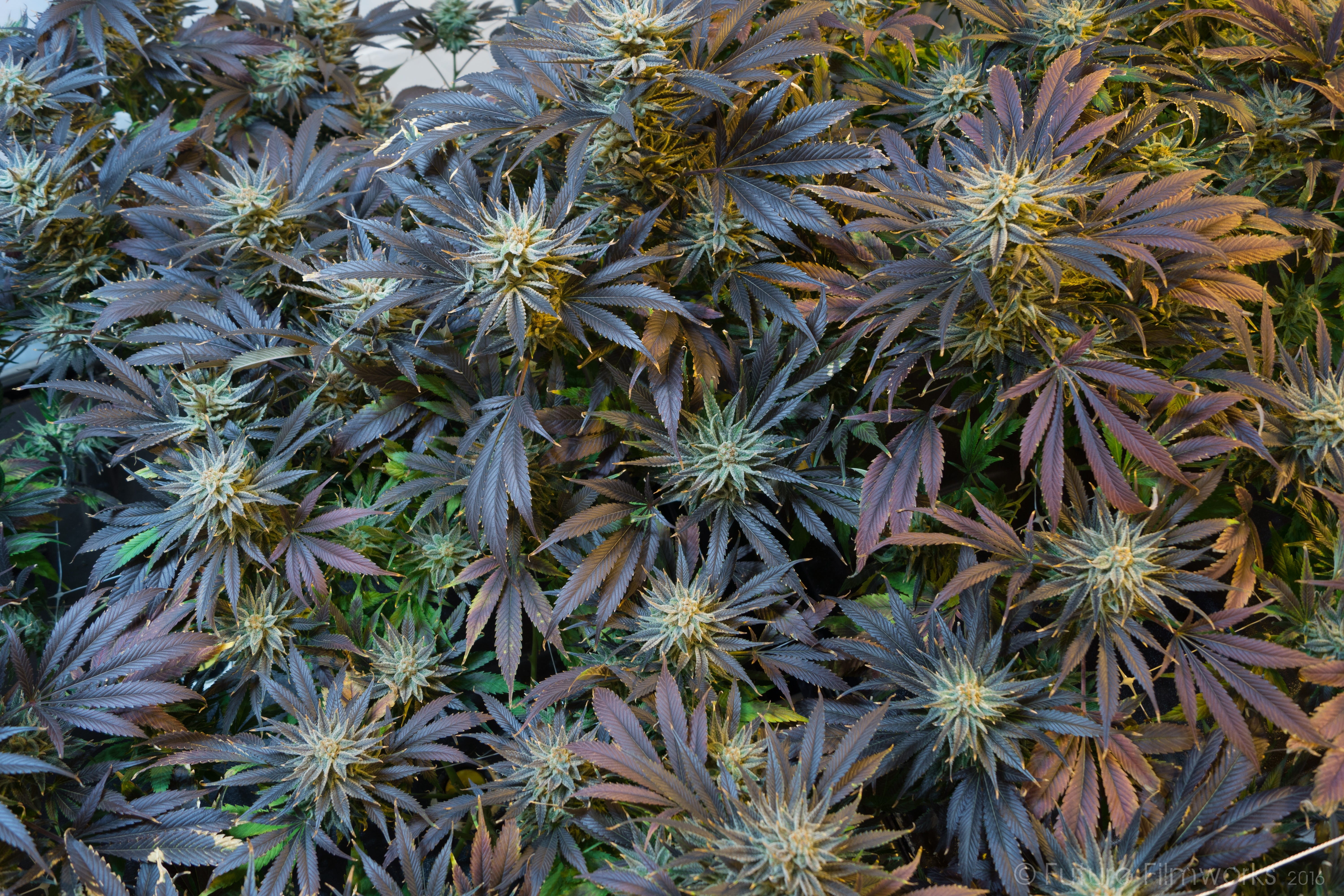 aeroponics, drug, freshness, ganja, beauty in nature, sativa, Marijuana, thc, Cannabis, medicine, outdoors, green, health, garden, backgrounds, Marihuana, HD Wallpaper