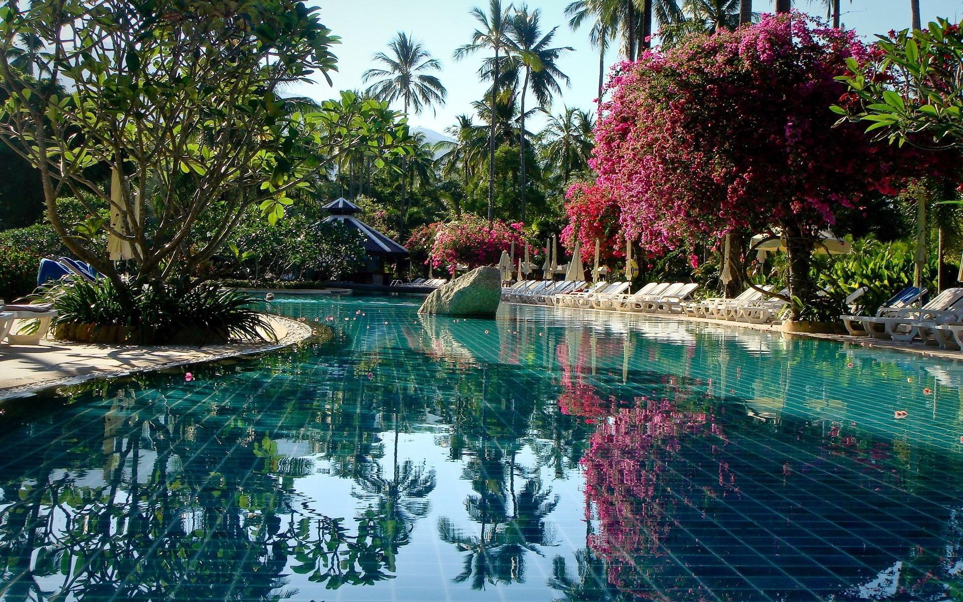 amazing, outdoor, nature, swimming, 1080P, palm, 1920x1200, tree, pool, HD Wallpaper