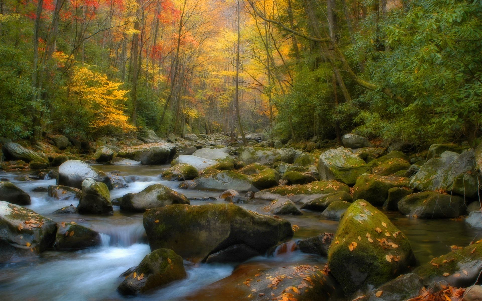 1080P, stream, landscape, green, trees, scenic, nature, photography, water, leaves, rocks, forest, HD Wallpaper