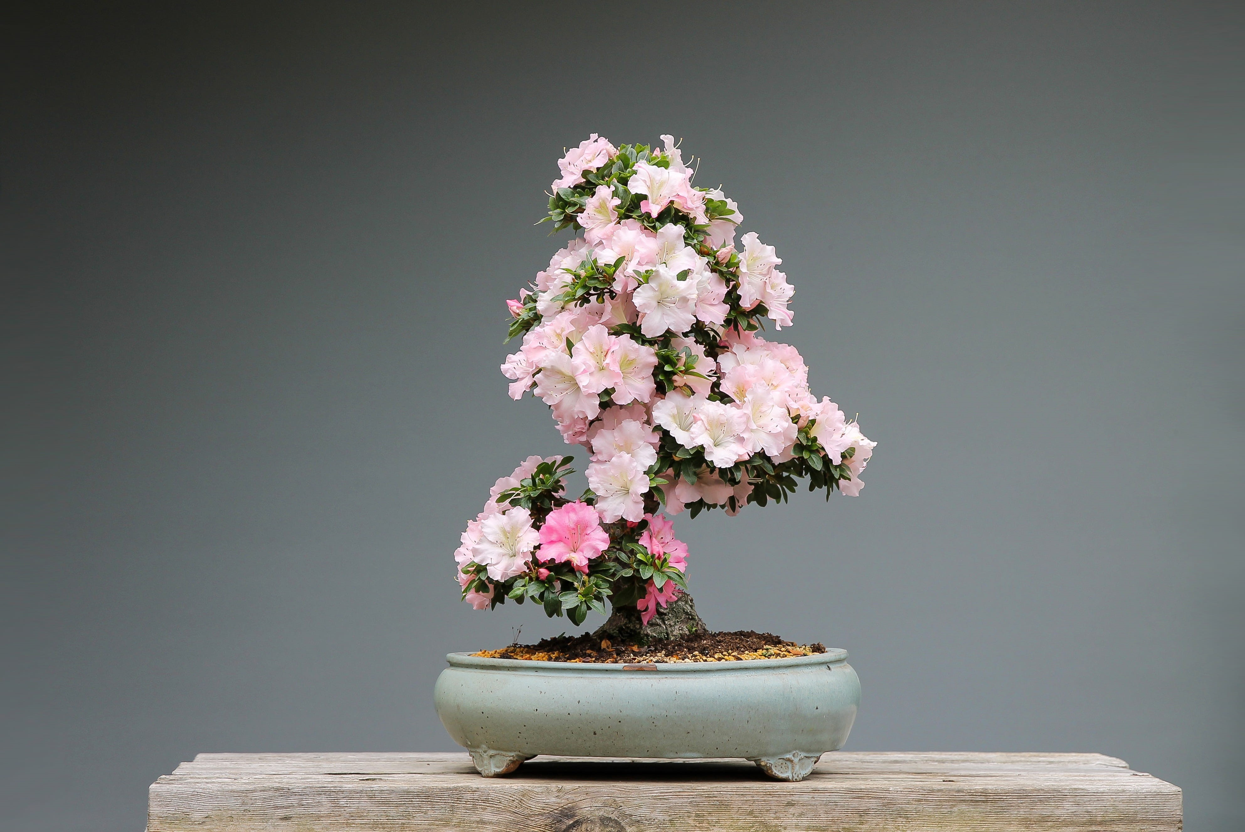 flower pot, beauty in nature, indoors, japan garden, table, rhododendron, 4K, bonsai tree, art, growth, azaleas, freshness, wood, inflorescence, flower arrangement, HD Wallpaper