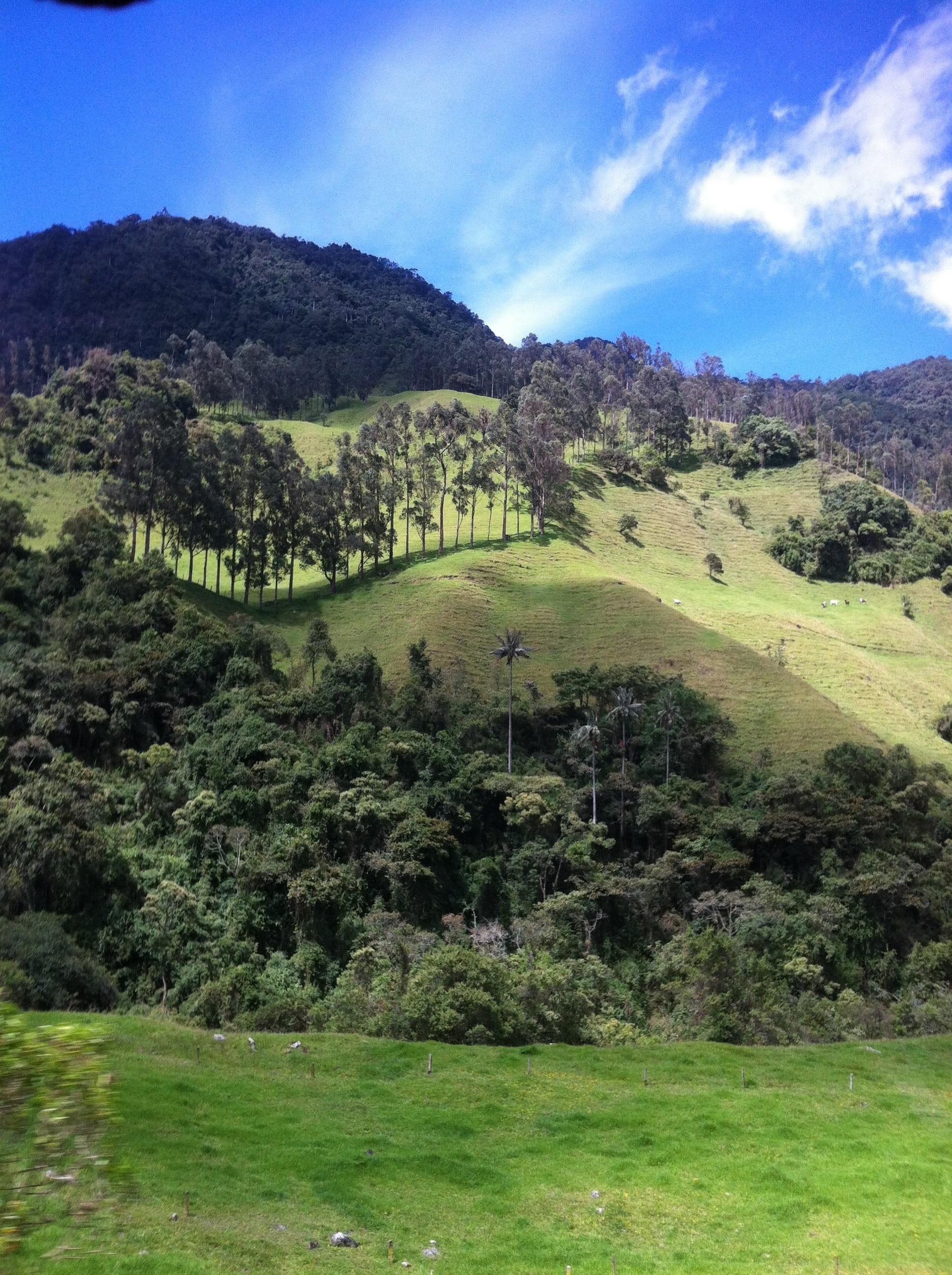 rolling landscape, tranquility, tree, cloud - sky, plant, landscape, 2K, growth, tranquil scene, cocora valley, beauty in nature, outdoors, no people, Phone HD Wallpaper