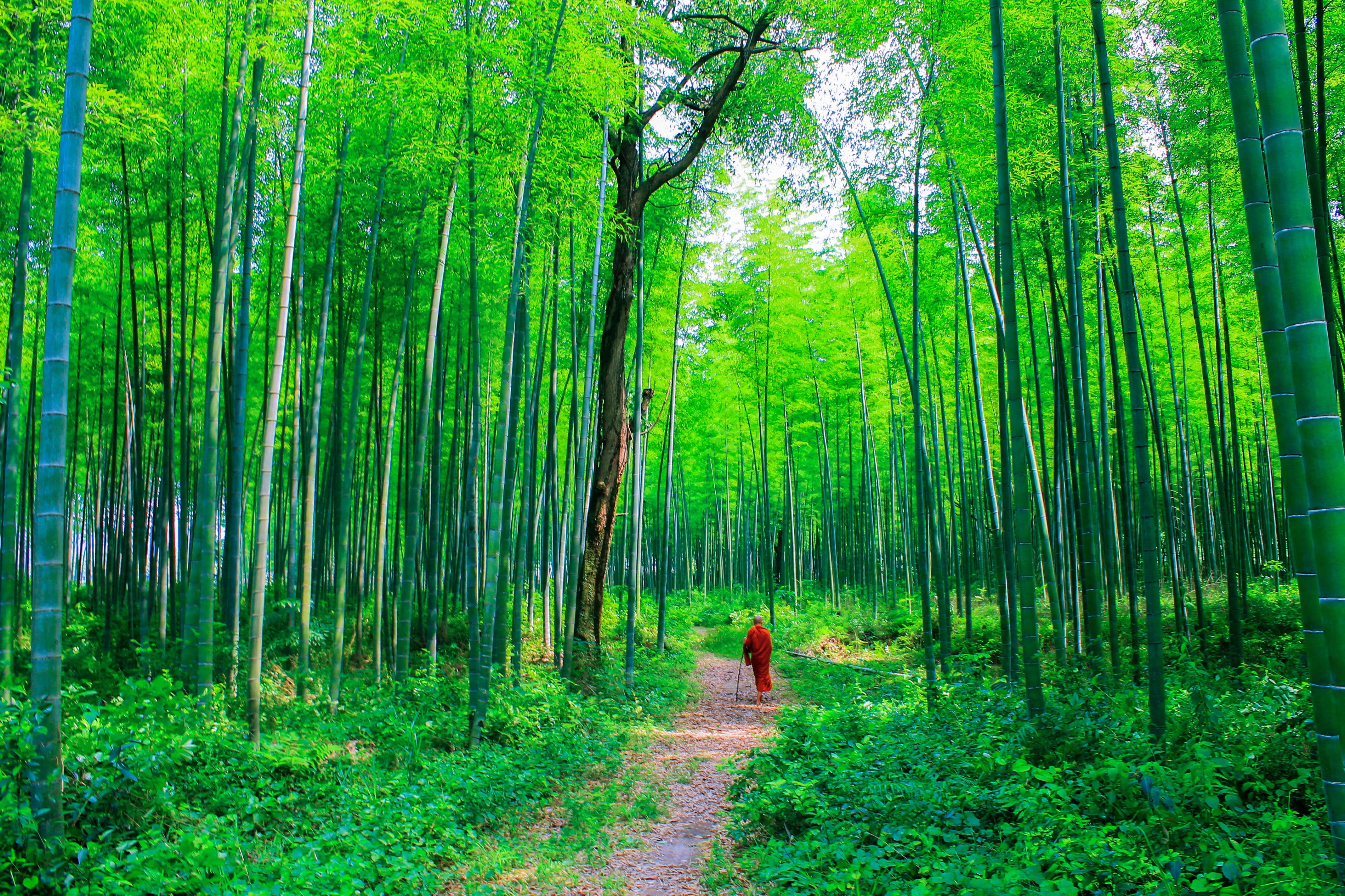 natural, day, trunk, beauty in nature, green color, woodland, non-urban scene, bhikkhu, tree trunk, forest, monk at bamboo forest, bamboo - plant, monk at nature, HD Wallpaper