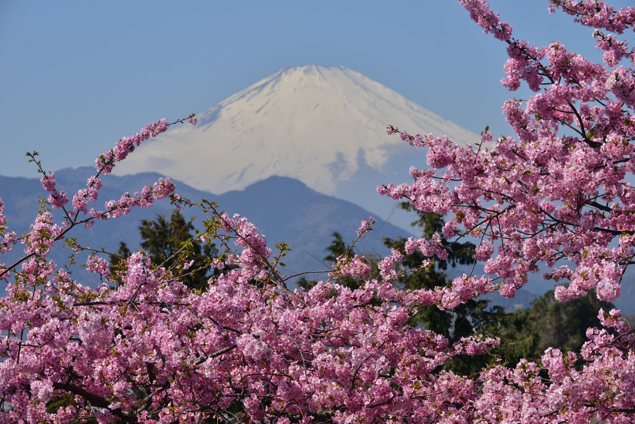 1080P, freshness, landscape, Fuji, sky, scenics - nature, pink Color, outdoors, vulnerability, mt Fuji, springtime, snow, Sakura, nature, the volcano, HD Wallpaper