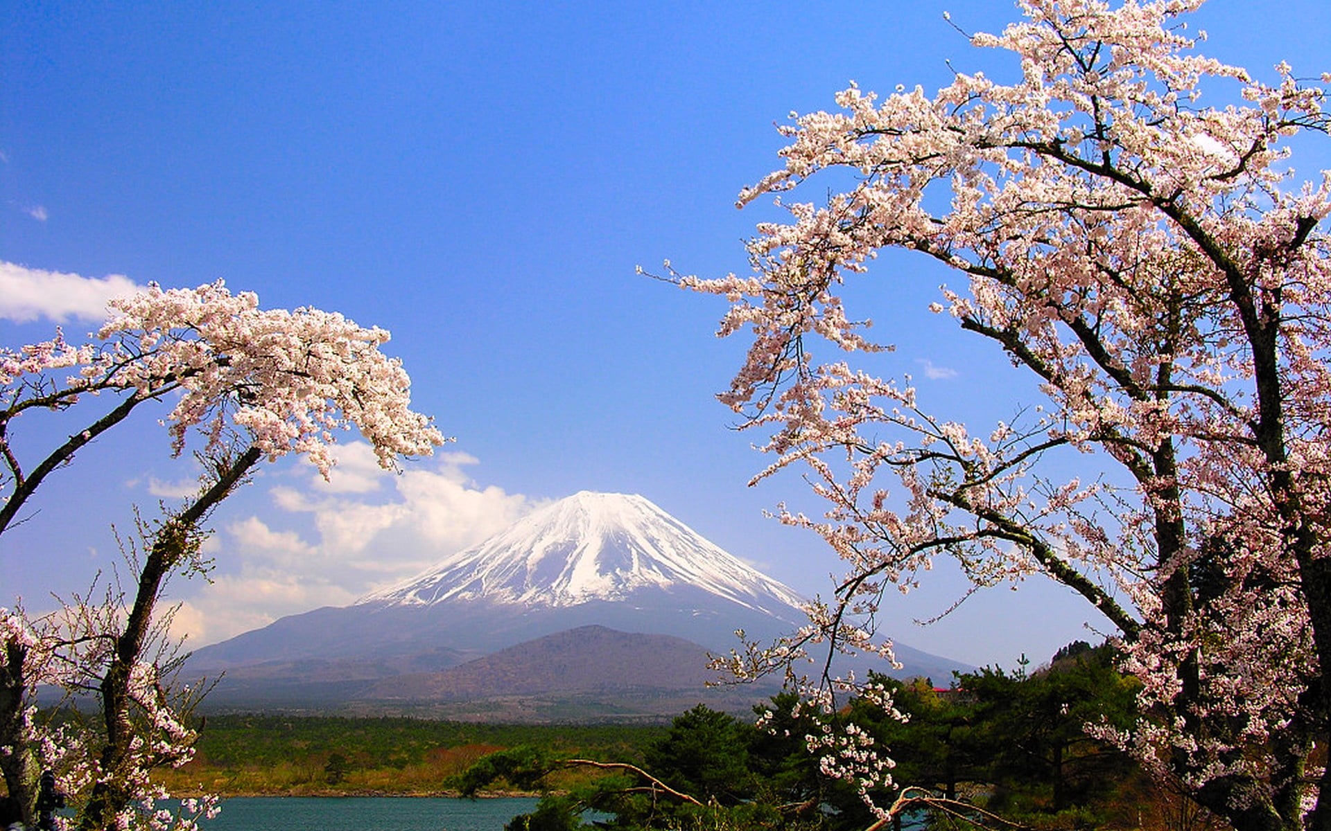 spring, lake, Japan, nature, mt, 1080P, tranquility, cherry tree, tree, snowcapped mountain, snow, Sakura, day, mountain, Fuji, flowering plant, branch, HD Wallpaper