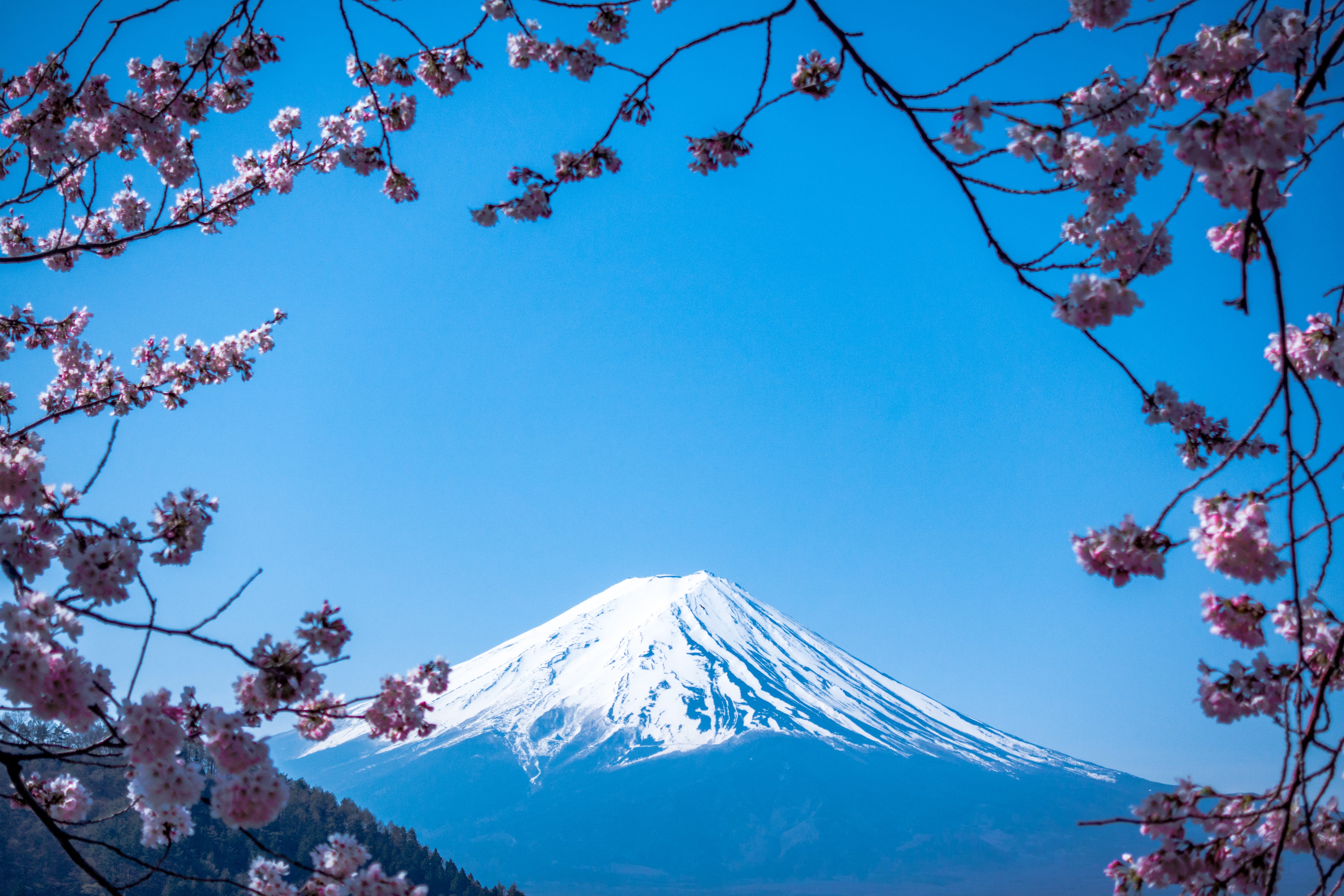 spring, flower, blossom, fuji, cherry blossom, springtime, clear sky, snow, view, beauty in nature, day, scenics - nature, 5K, winter, mountain, branch, HD Wallpaper