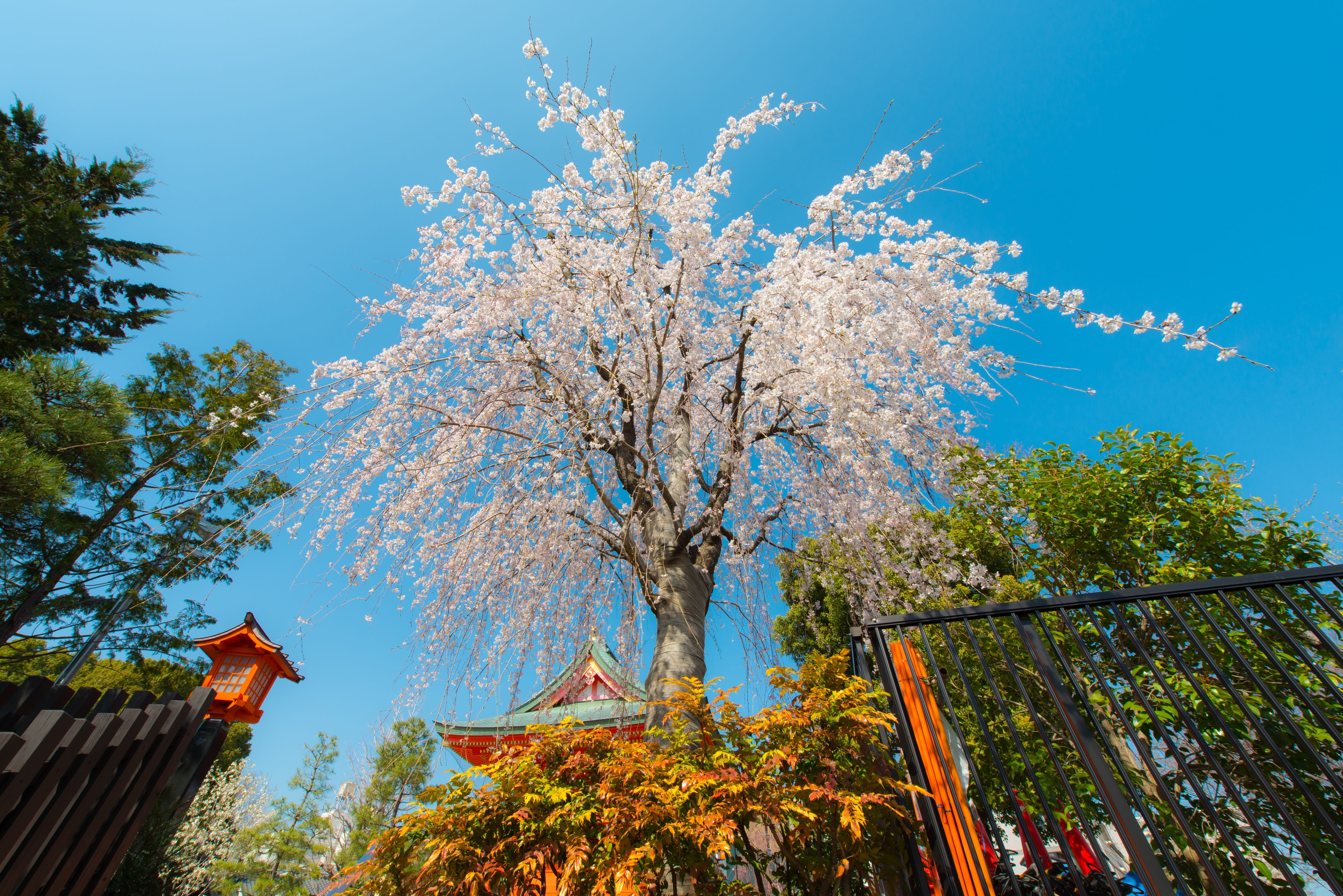 Tokyo, spring, travel, no people, autumn collection, petal, architecture, growth, park, white, seasonal, sunlight, pink, flower, fresh, change, Spring, HD Wallpaper