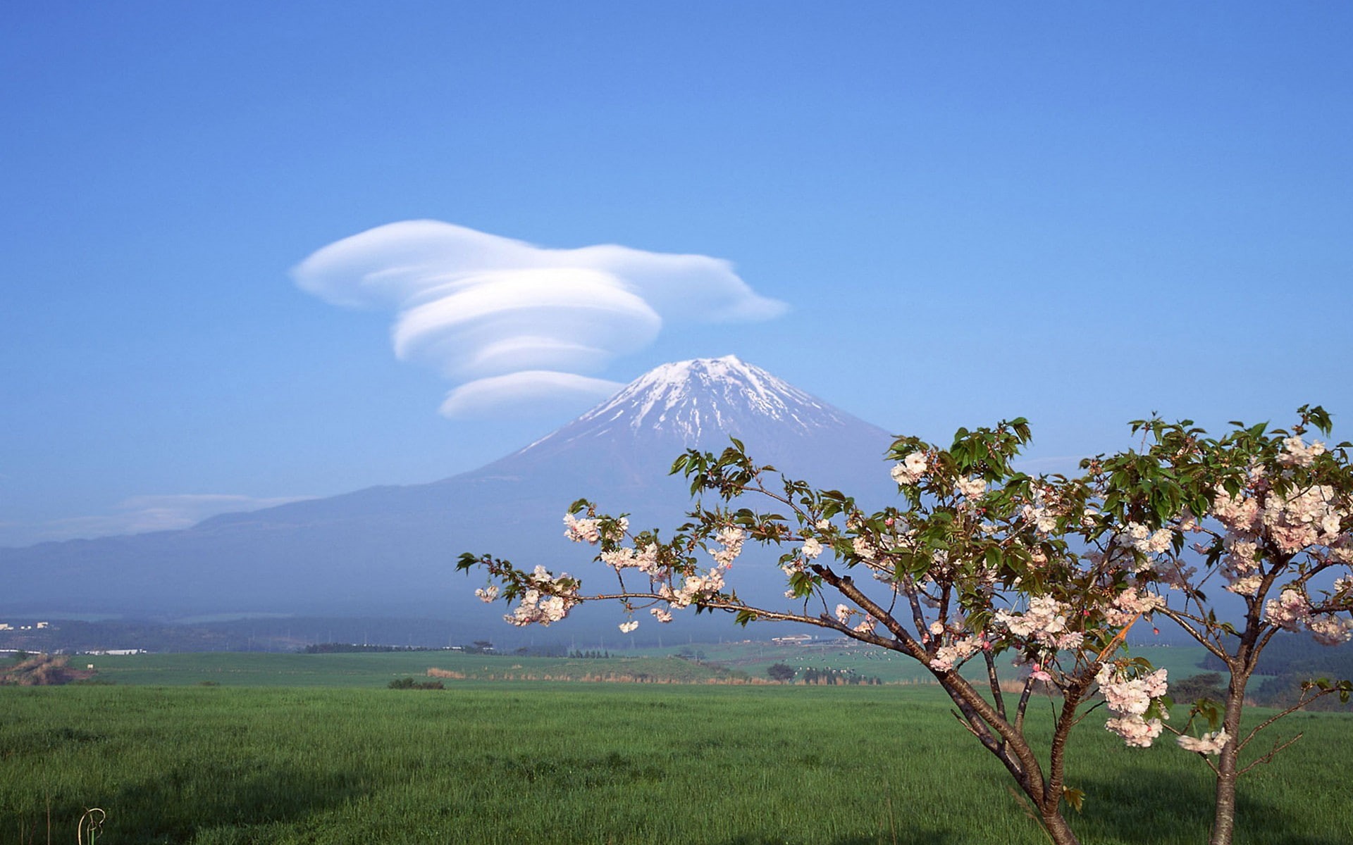spring, landscapes, blossoms, 1080P, clouds, flowers, fuji, cherry, mount, trees, japan, HD Wallpaper