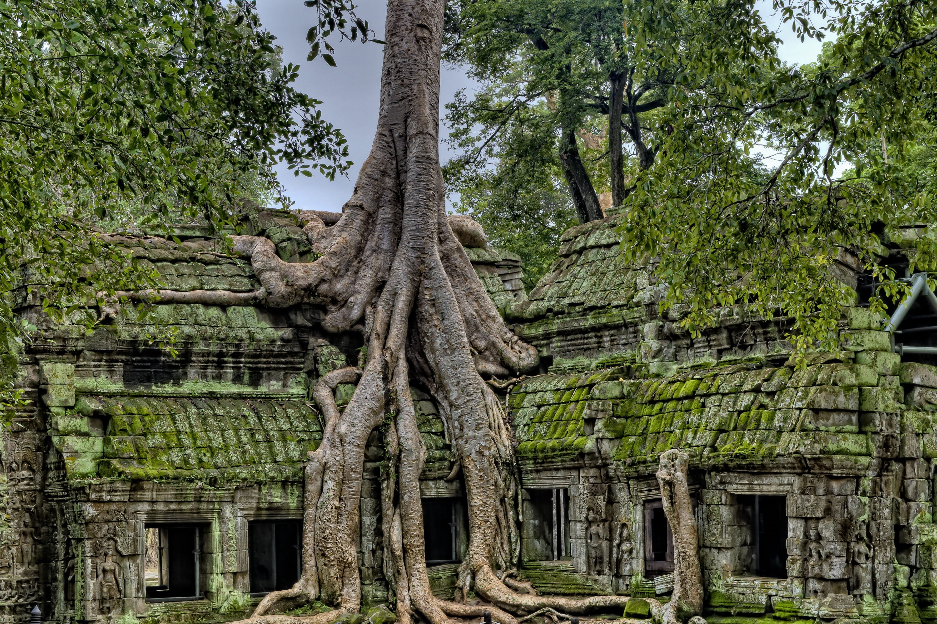 day, tourism, tourist, low angle view, angkor, worship, trunk, siem riep, s, the past, 2K, tropical, tree, wat, built structure, nature, siem, no people, HD Wallpaper