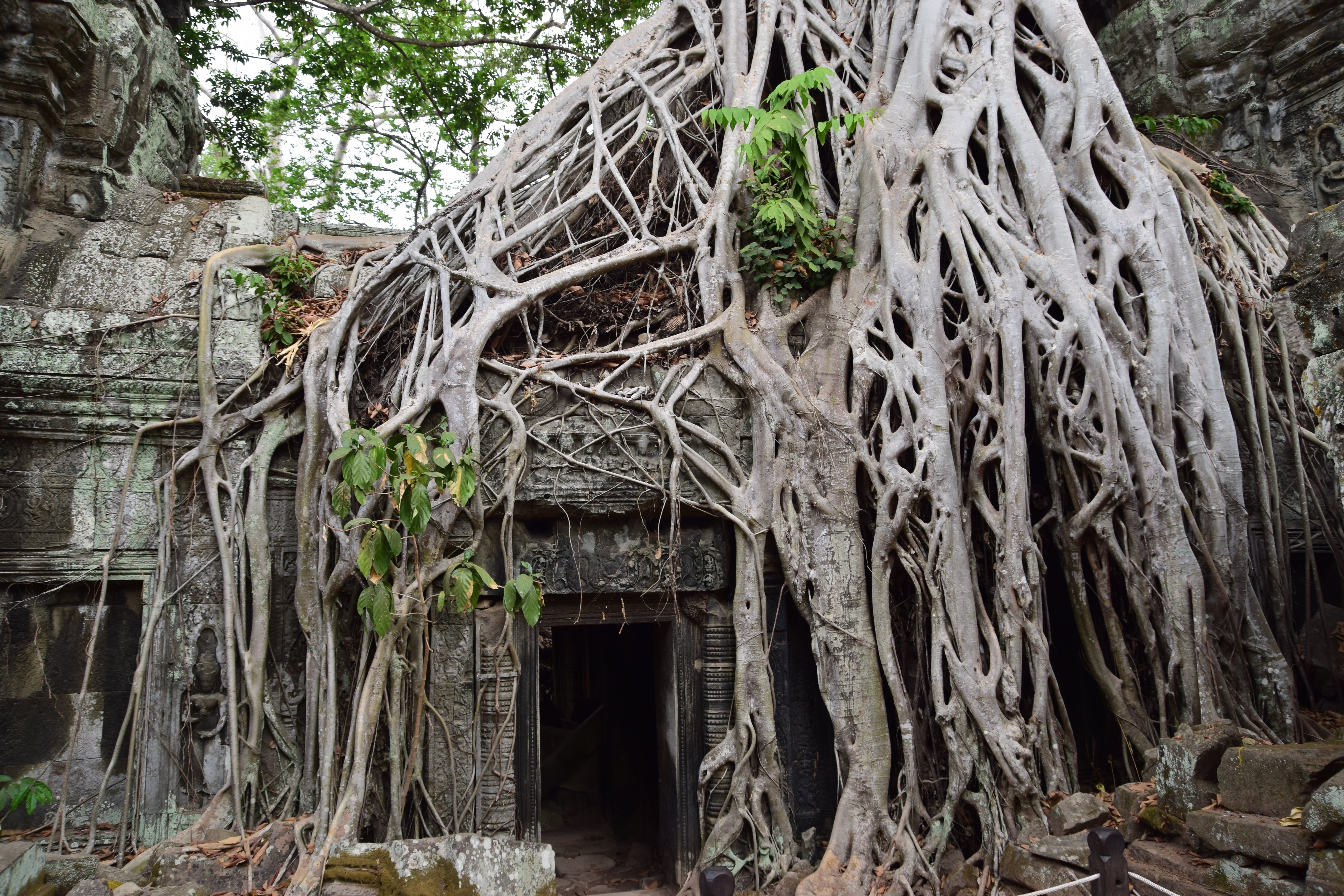 no people, indiana jones, old, plant part, history, lara croft, ruins, day, growth, place of worship, religious, ancient civilization, ta Prohm Temple, HD Wallpaper
