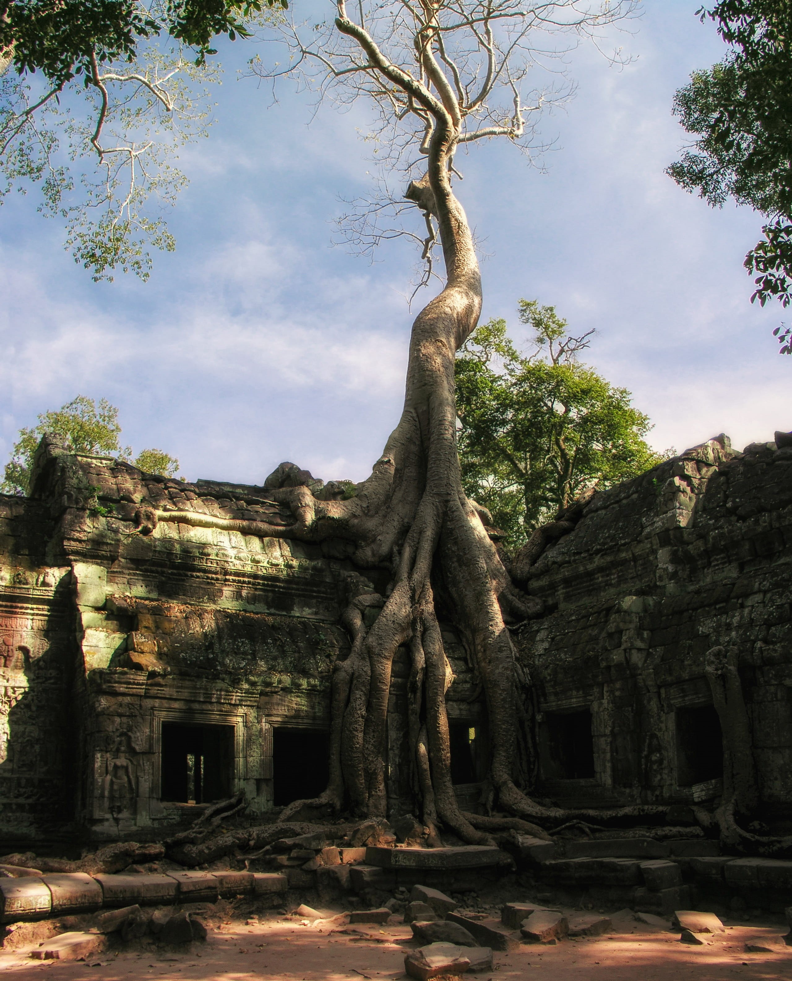 building, asia, jungle, ta prohm, place of worship, cambodia, nature, angkor wat, belief, outdoors, hinduism, sculpture, architecture, prohm, assembly, Phone HD Wallpaper