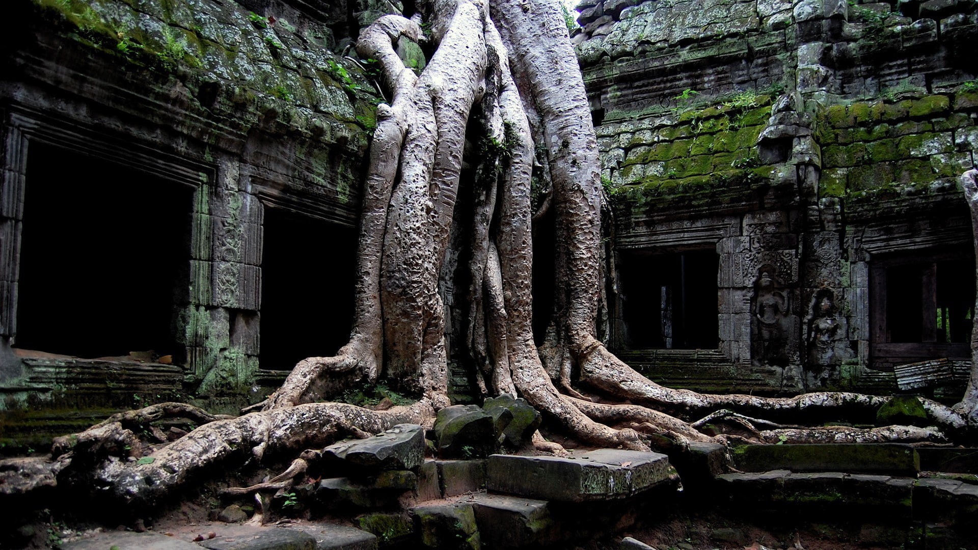 stone, Cambodia, plants, trees, Ta Prohm (cambodia), ruin, roots, temple, old, 1080P, Angkor Wat, HD Wallpaper
