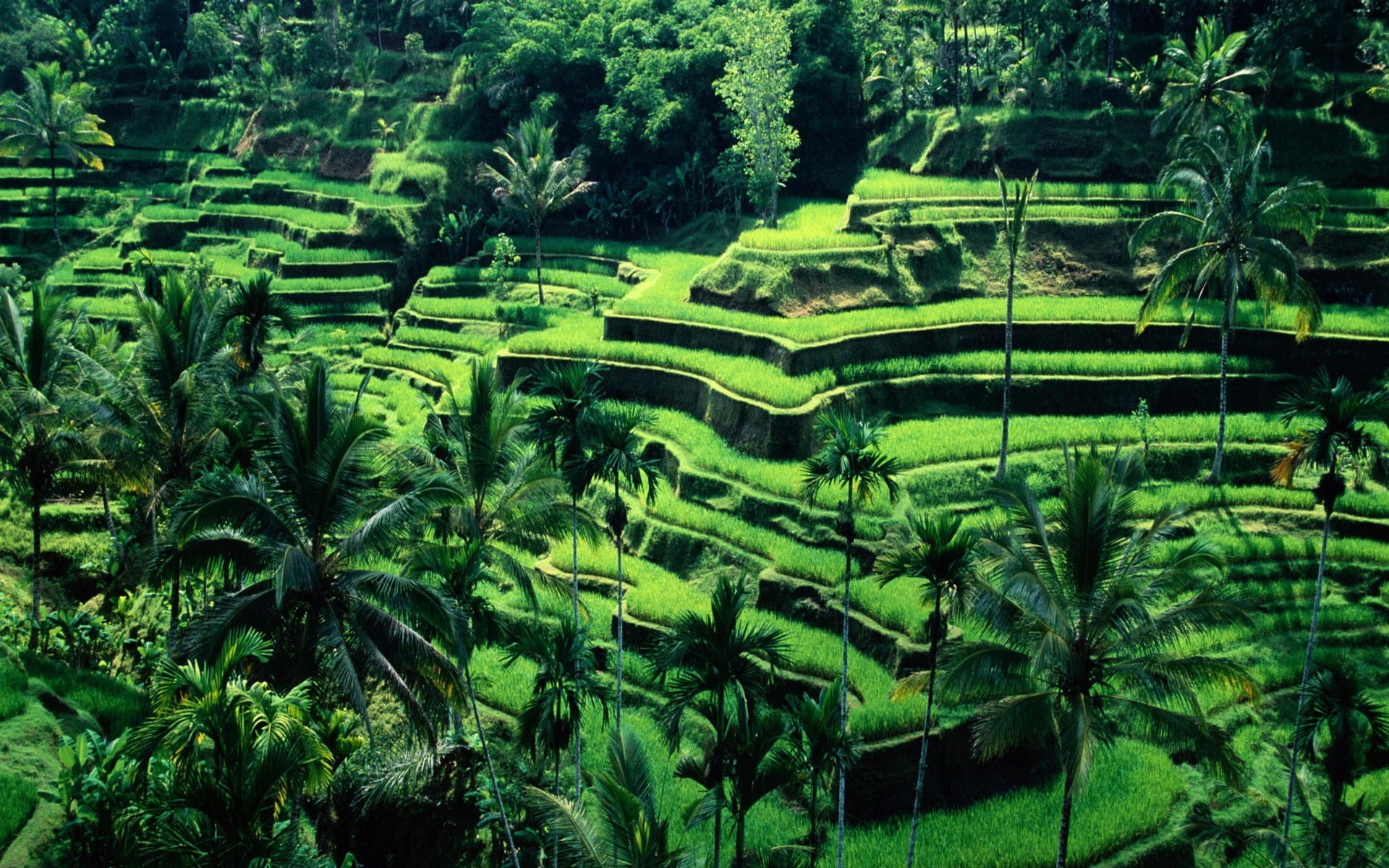 1080P, plantation, terraced field, land, tranquility, terrace, beauty in nature, plant, rice - cereal plant, no people, scenics - nature, green color, HD Wallpaper
