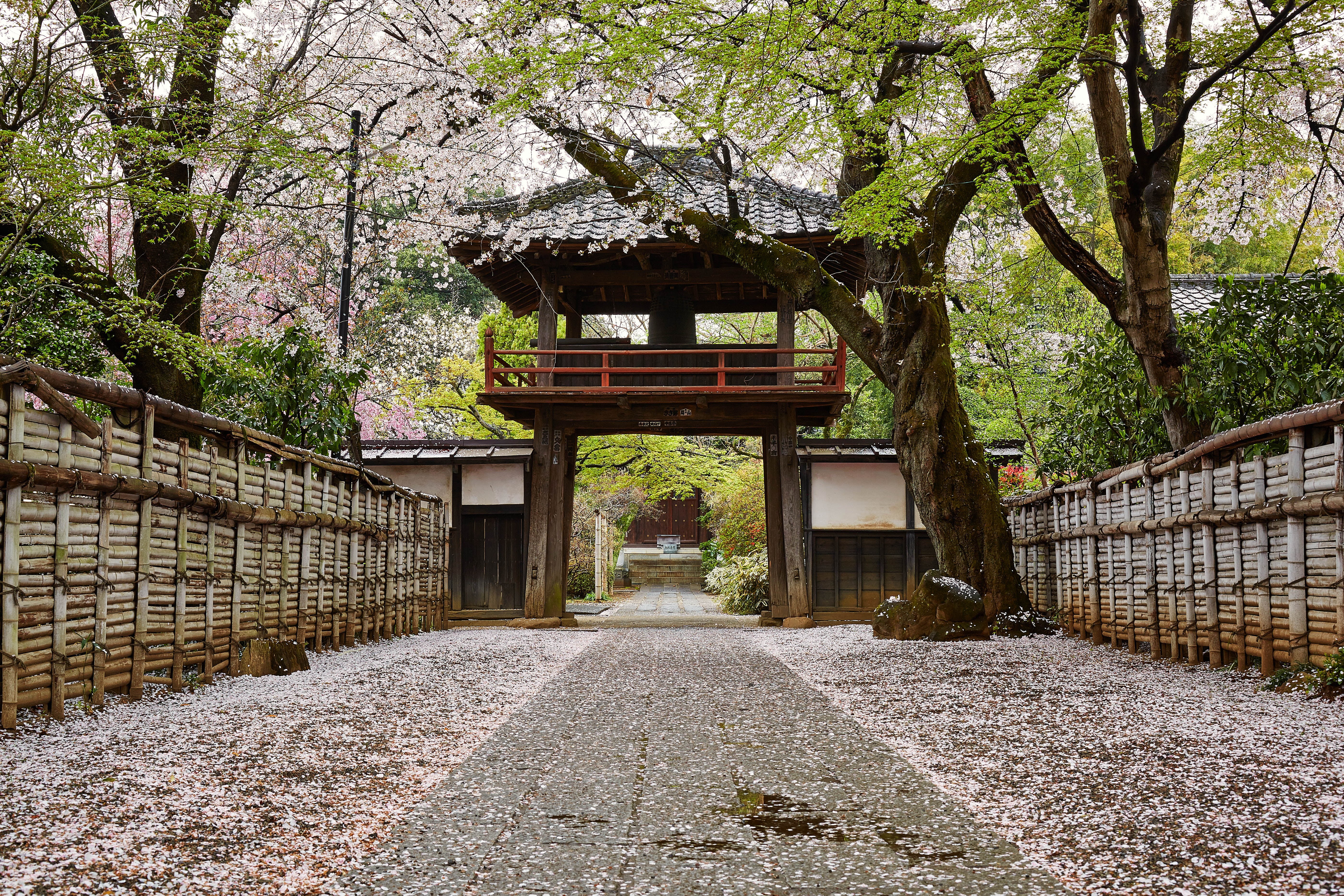 cultures, Canon, Kawagoe, japanese Culture, wood - Material, brown, tree, asia, architecture, 中院, japan, kyoto City, wooden, shi, Saitama  JAPAN, お寺, 5K, HD Wallpaper
