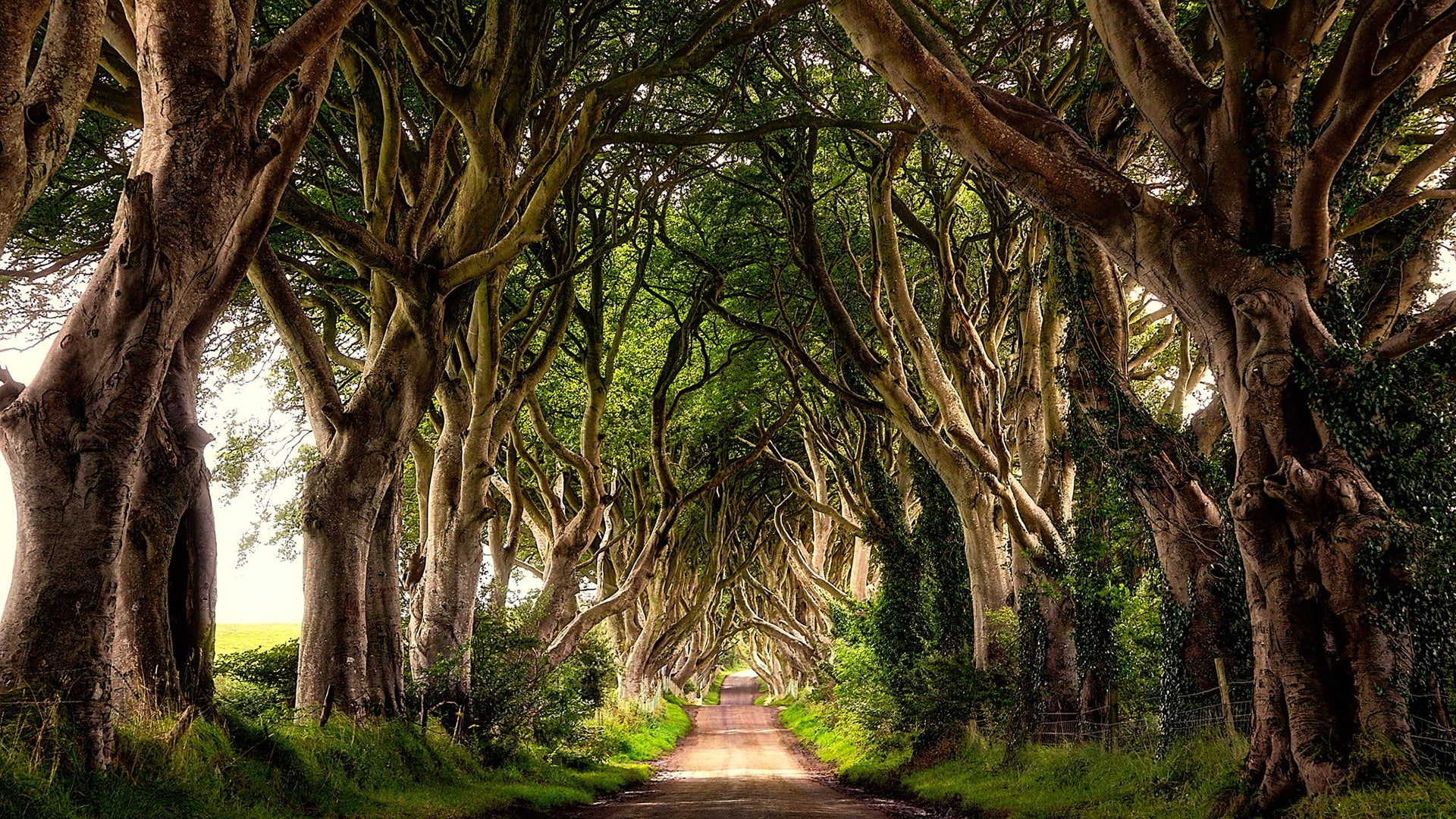 road, northern ireland, ireland, 1080P, the dark hedges, stranocum, vegetation, tree alley, united kingdom, europe, path, tree, nature, HD Wallpaper