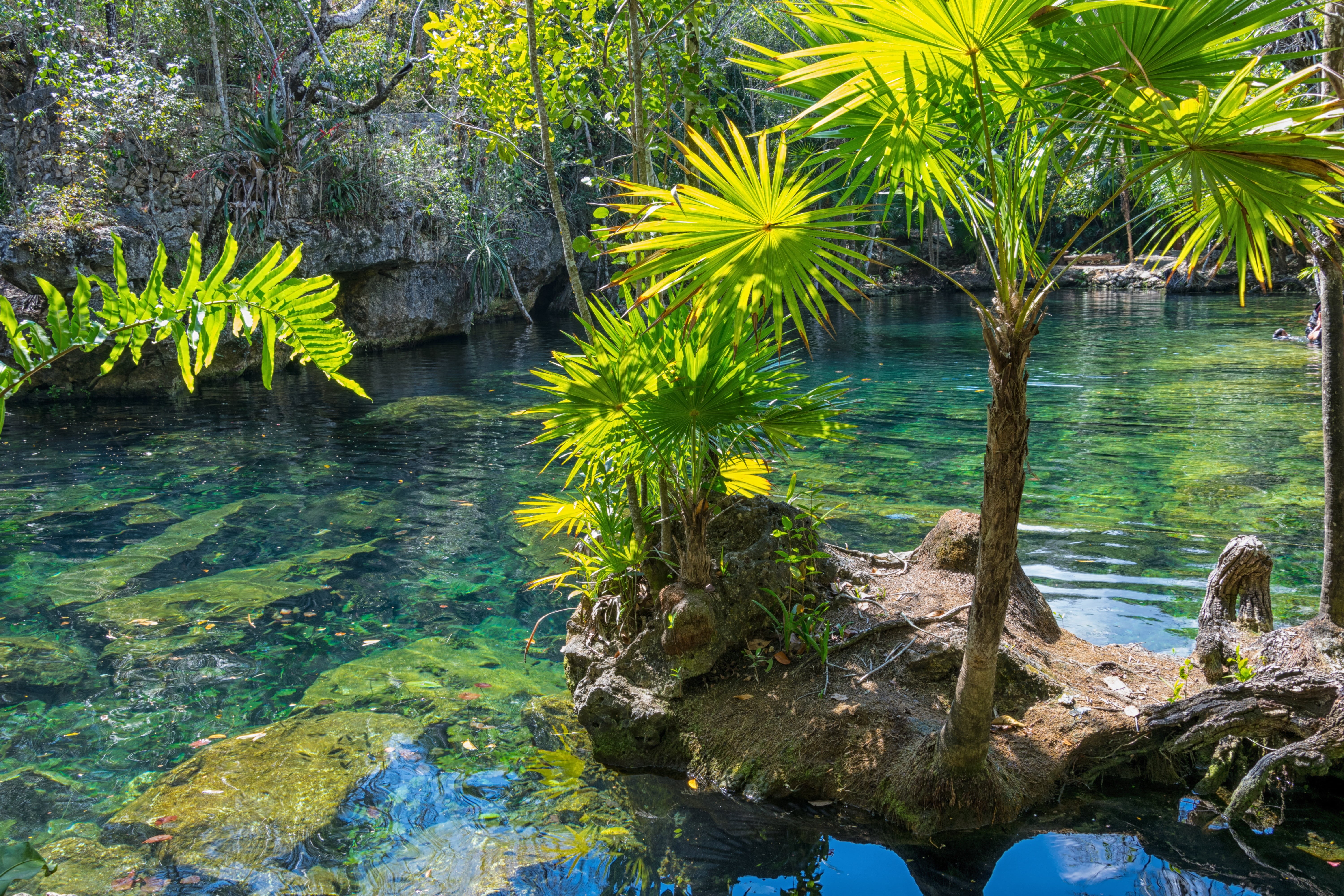 peninsula, pond, rock - object, flowing water, environment, water, beauty in nature, plant, travel, forest, 5K, sea, palm trees, shallow, central america, HD Wallpaper