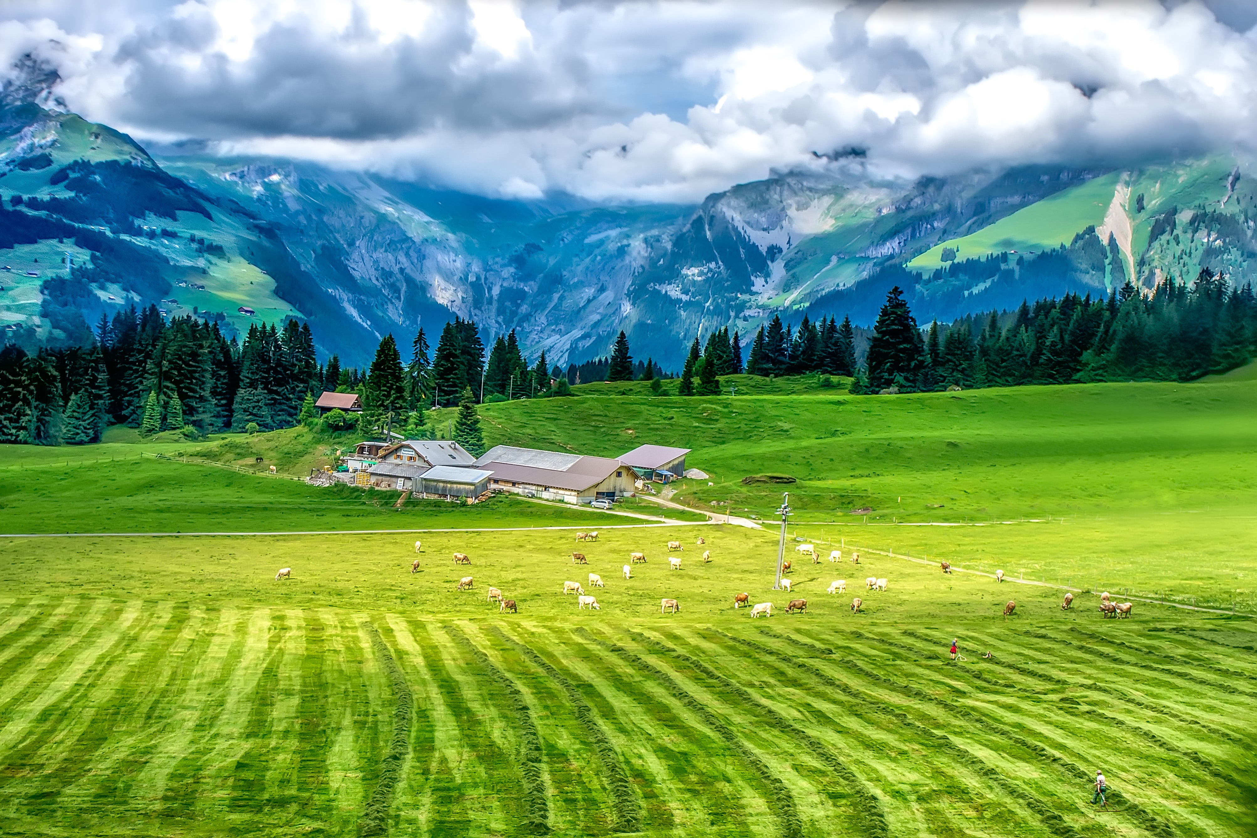 field, cattle, rural Scene, summer, trees, gray, background, swiss, 4K, scenics, europe, hill, green field, animal, cows, mount  titlis, houses, farm, HD Wallpaper