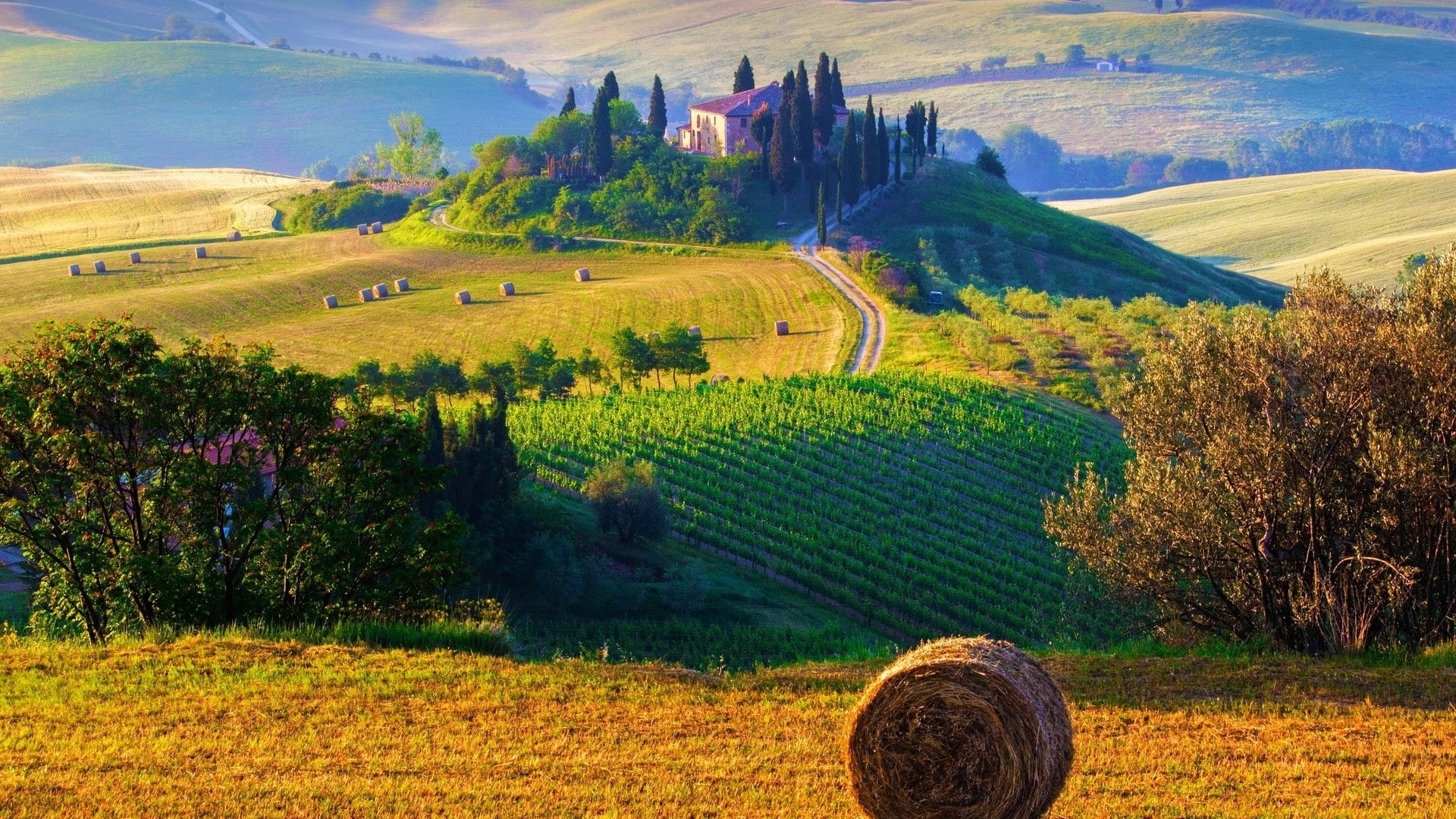 terraced field, beauty in nature, environment, idyllic, tree, field, rural scene, nature, bale, rolling landscape, green color, Tuscany, agriculture, day, HD Wallpaper