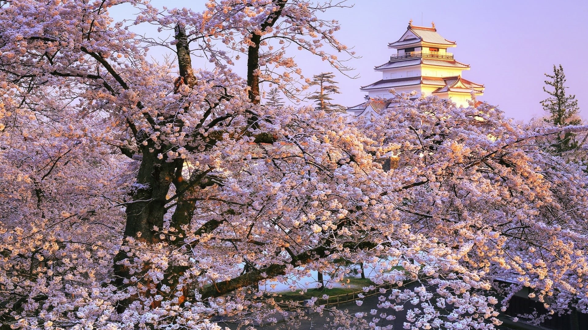 no people, place of worship, cherry blossom, flower, beauty in nature, religion, nature, fragility, cherry tree, japan, low angle view, architecture, fukushima, HD Wallpaper