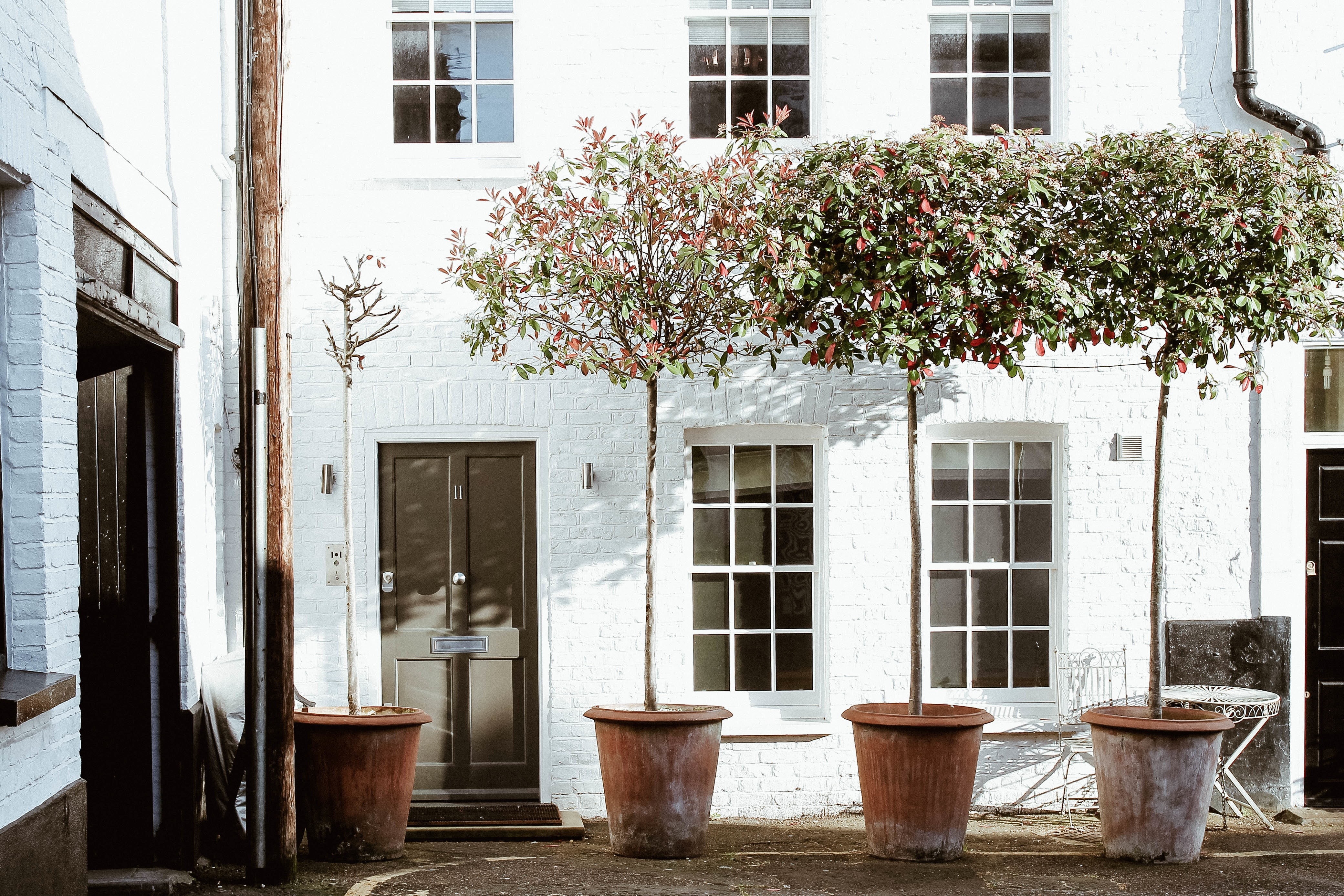 entrance, aesthetics, 4K, tree, growth, flower, house, no people, nature, art, facade, plant, home, old-fashioned, four, apartment, window, building, building exterior, HD Wallpaper