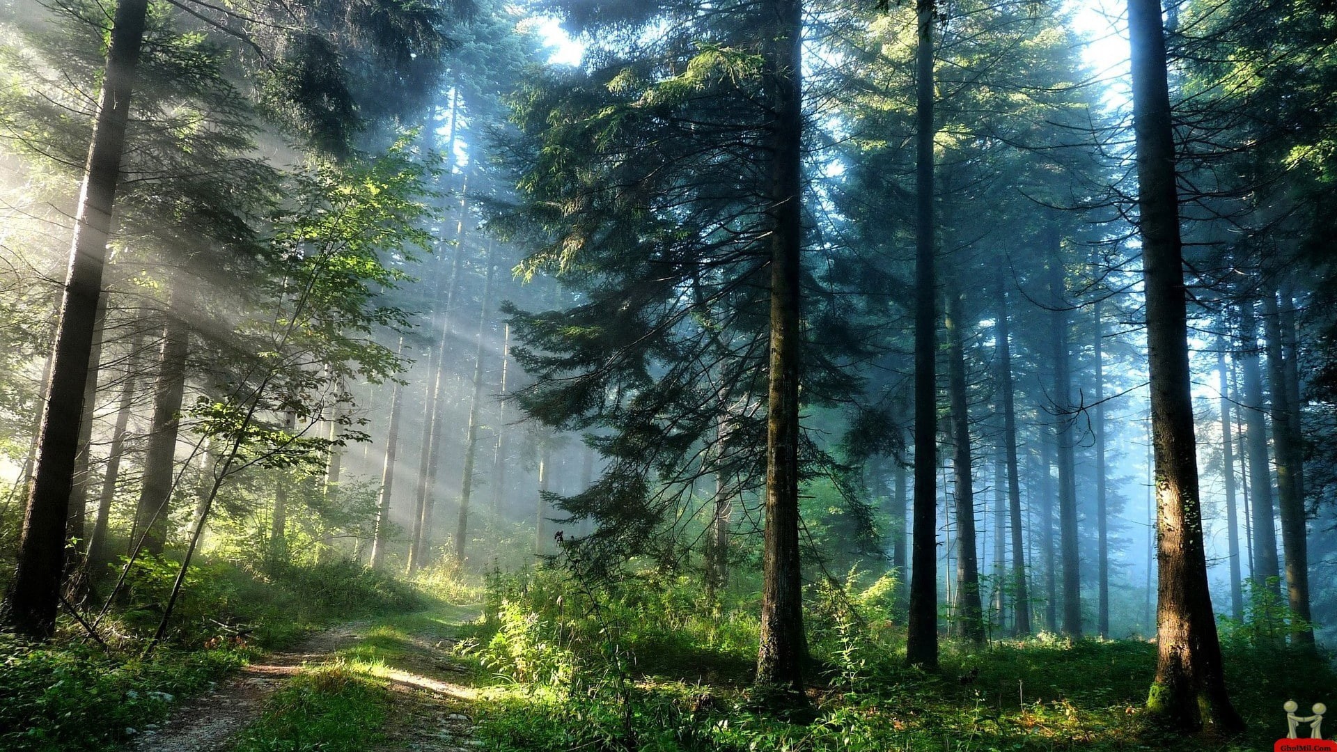 ultra hd, 1080P, Forest, images, nature, Cool, 1920x1080, beauty, HD Wallpaper