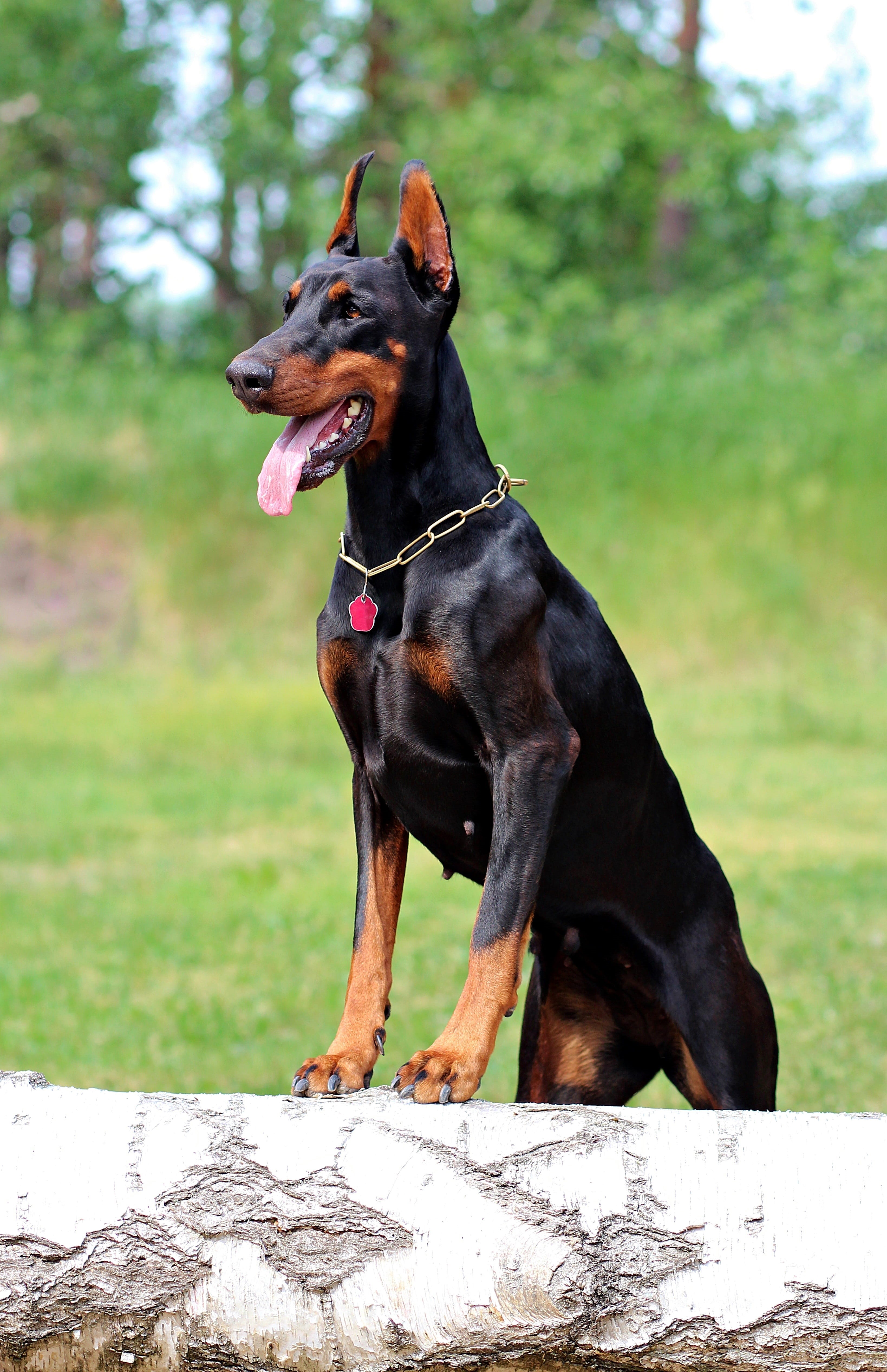 black color, plant, animal, vertebrate, animal themes, domestic, looking, looking away, outdoors, doberman, purebred dog, pets, focus on foreground, dog, Phone HD Wallpaper
