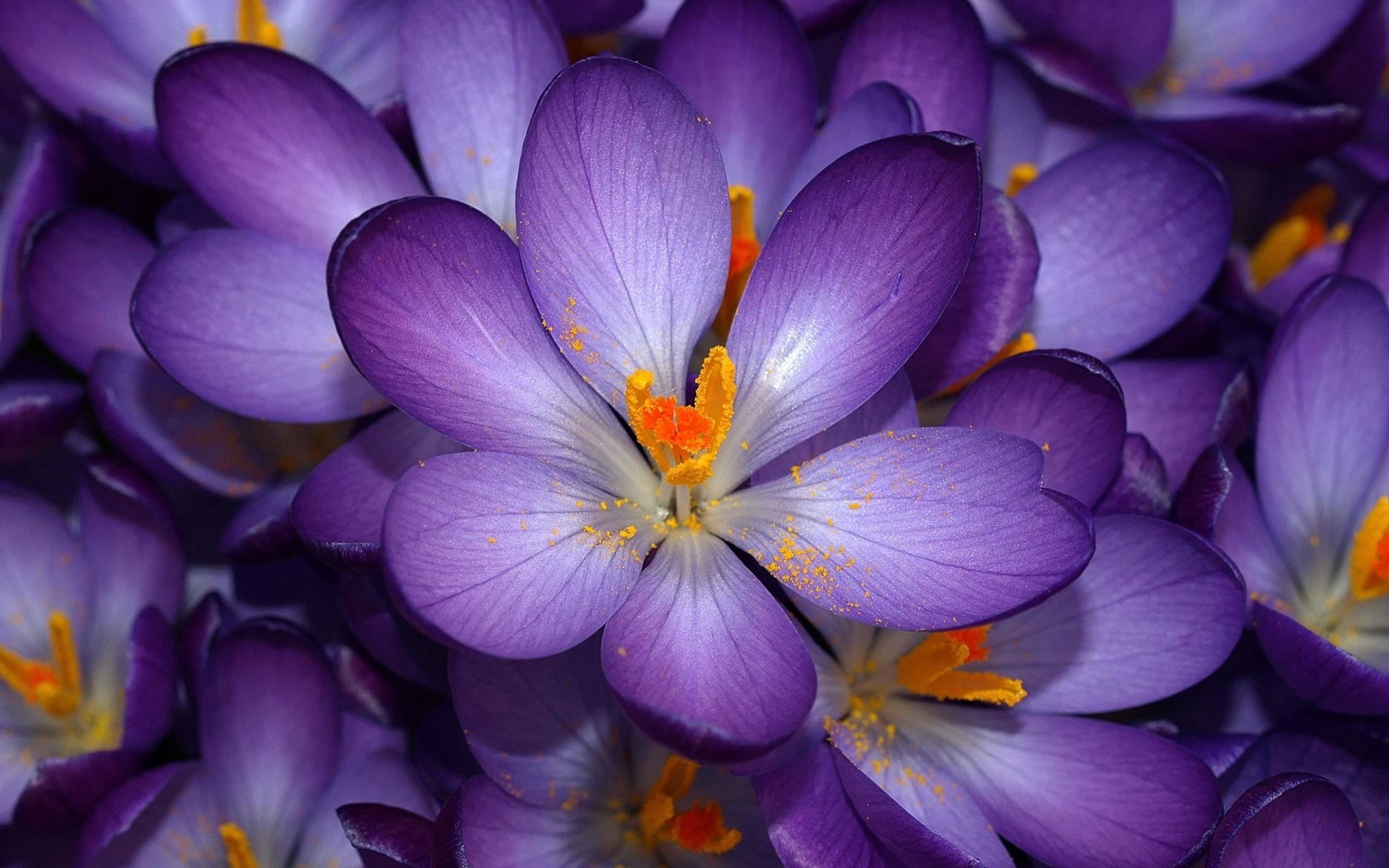 flower Head, 1080P, tilt, lens, photography, plant, yellow, flower, nature, beauty In Nature, close-up, purple, petal, HD Wallpaper