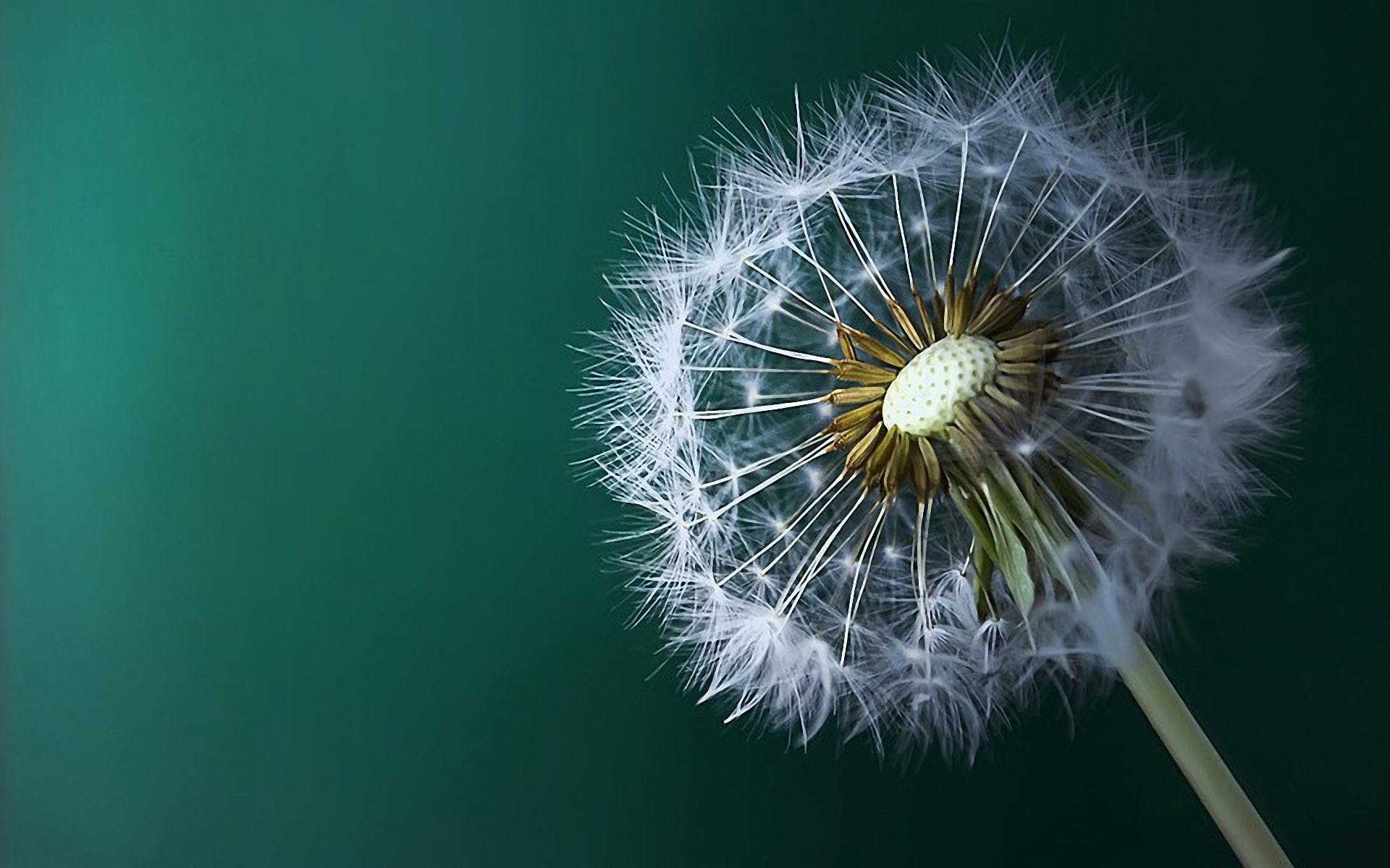 1080P, beautiful, macro, flower, nature, dandelion, HD Wallpaper