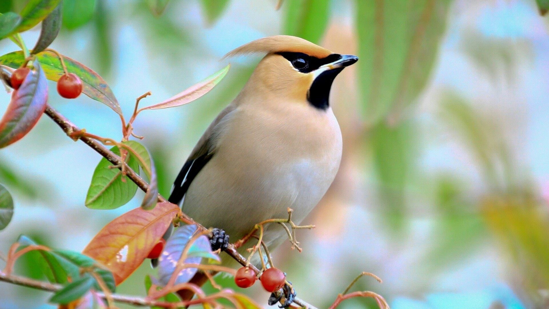 nature, beautiful, lovely, 1080P, berries, bird, HD Wallpaper
