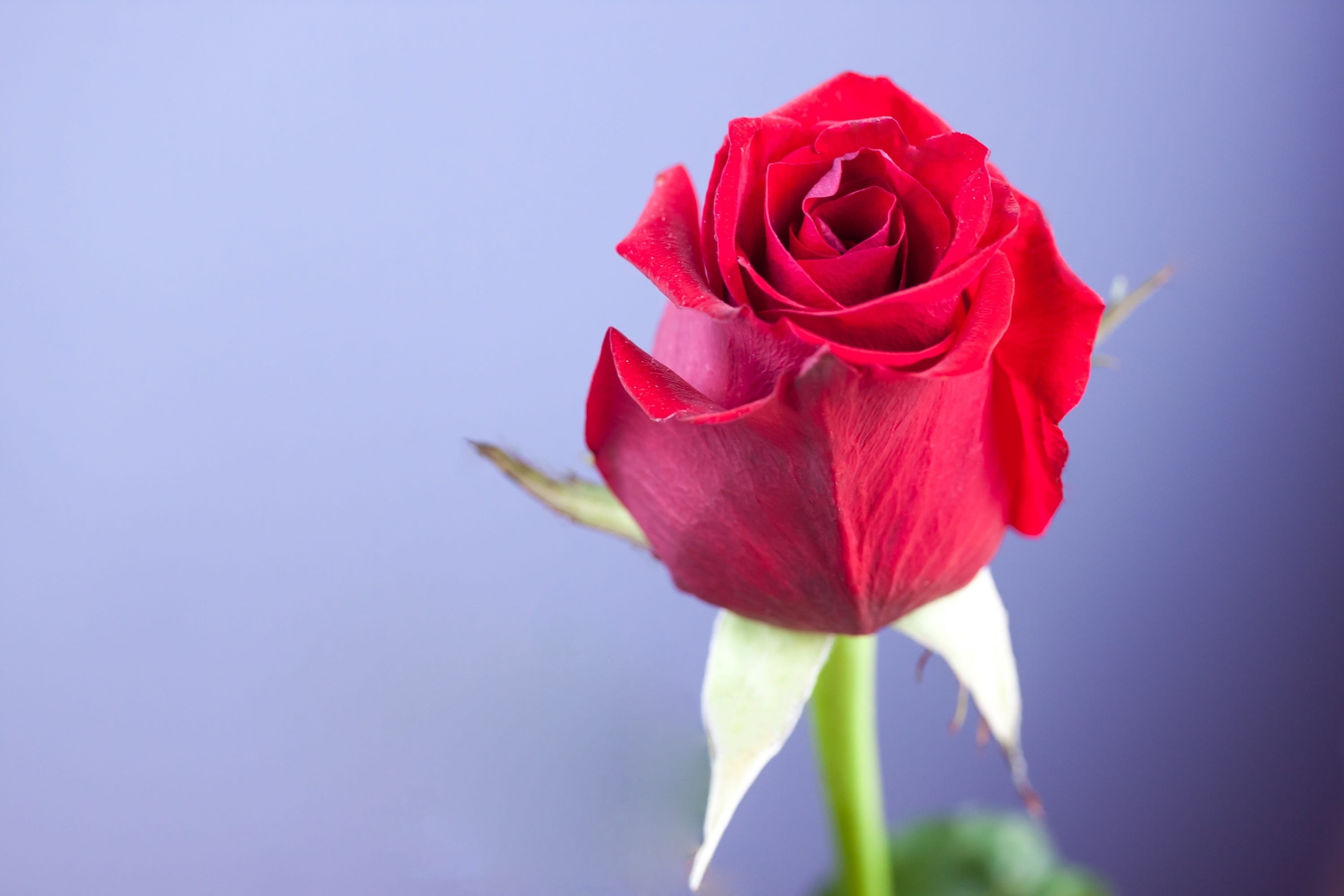 rose, freshness, valentines day, flowering plant, flowers, petal, studio shot, beauty in nature, love, romantic, plant, nature, flower, rose - flower, fragility, HD Wallpaper