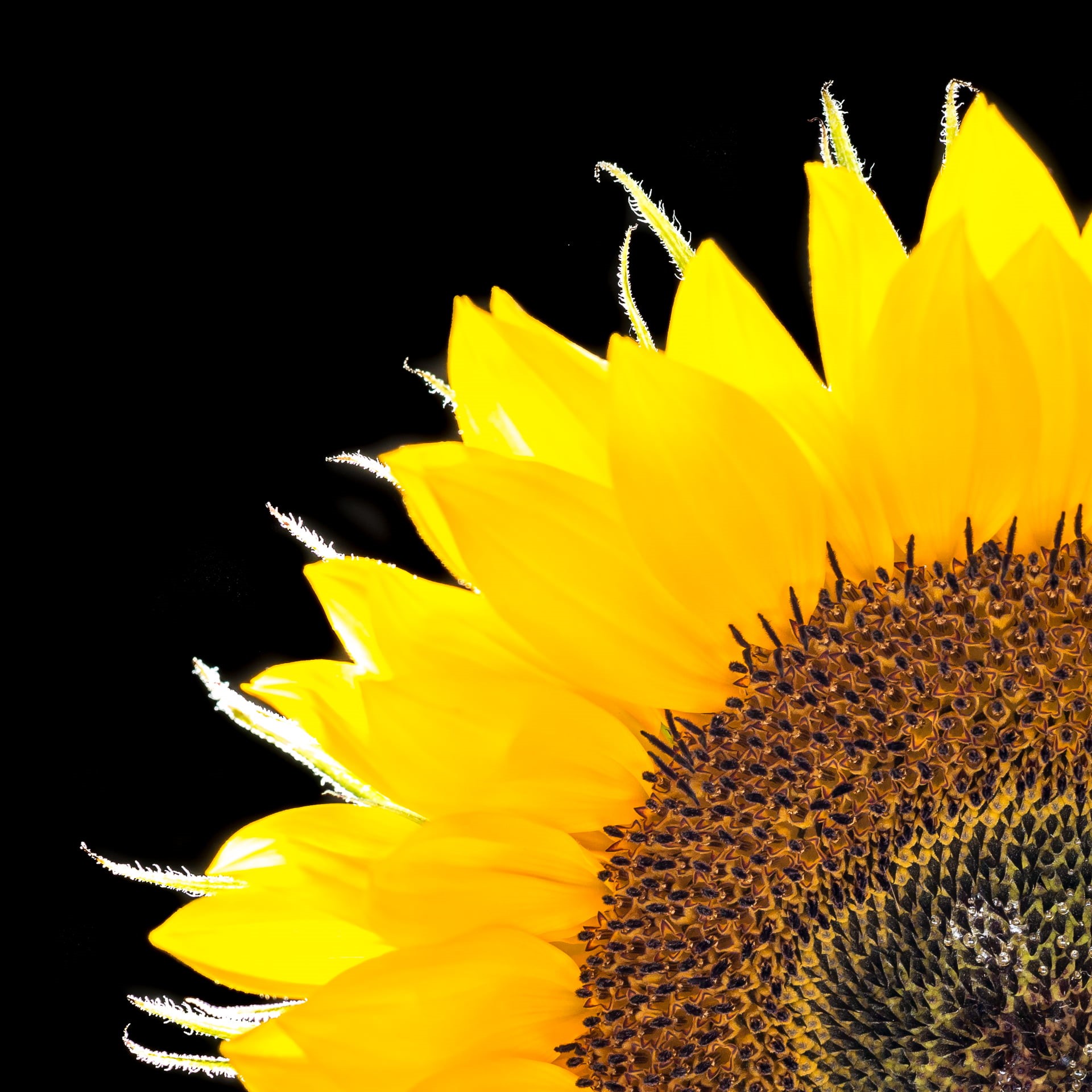 summer, close-up, Sigma, DN, flower, 60mm, Blume, yellow, Panasonic Lumix G5, plant, Sunflower, close, close up, petal, 1080P, single Flower, nature, F2.8, Phone HD Wallpaper